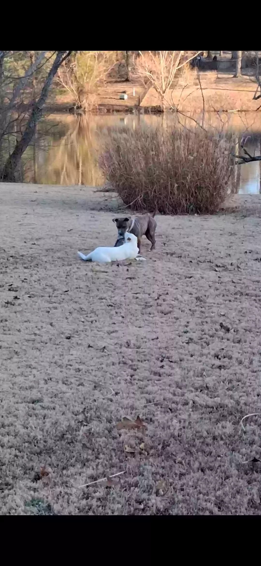 Lost dog in Jonesboro, AR, 72404