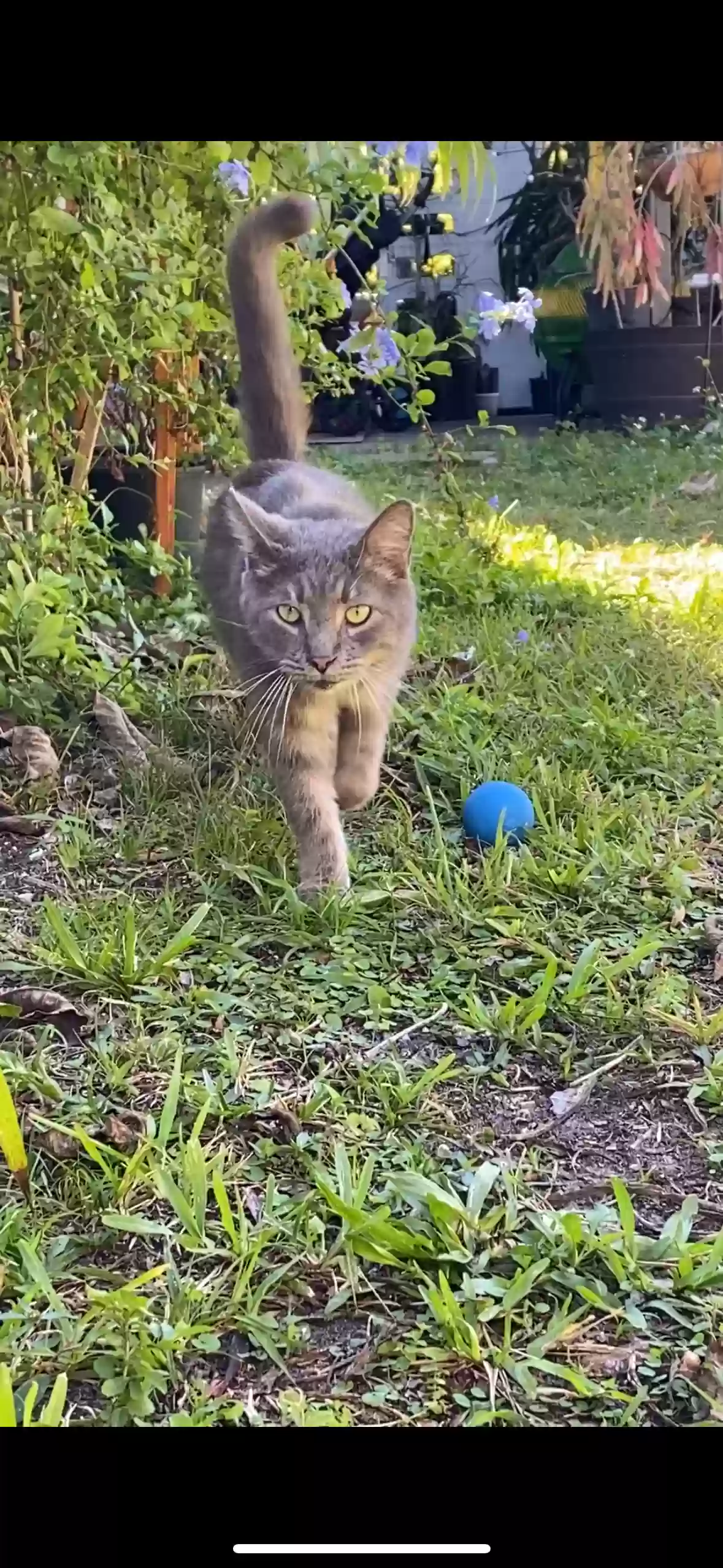 Lost cat in Hollywood, FL, 33024