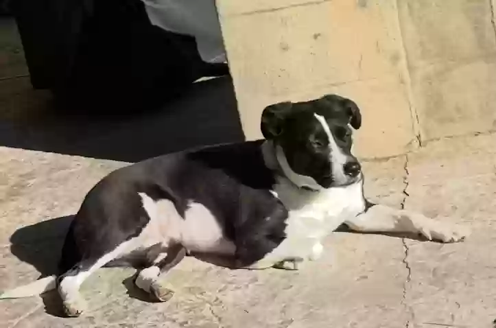 Lost dog in Scottsdale, AZ, 85262