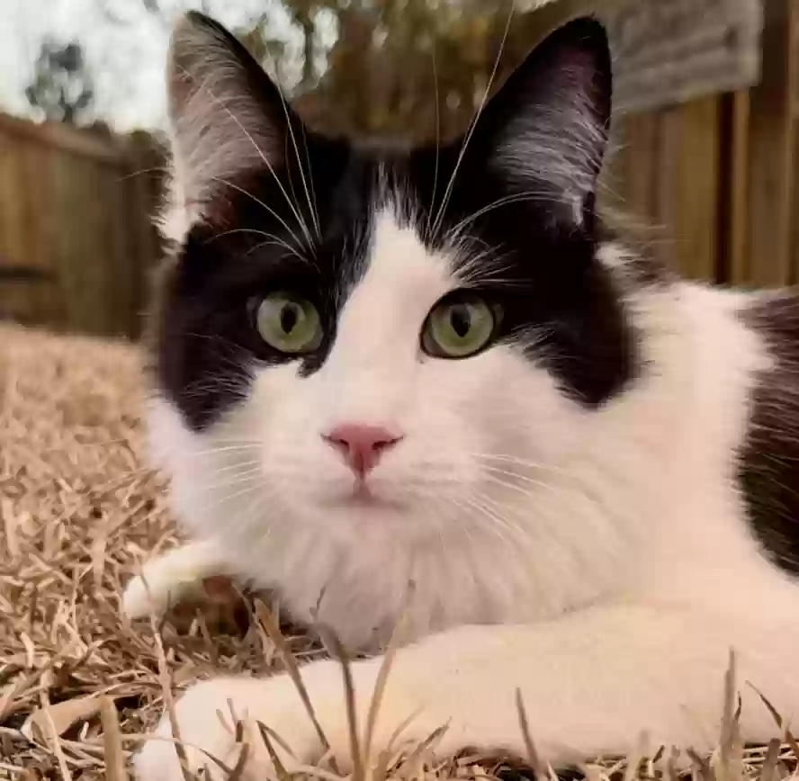 Lost cat in Summerville, SC, 29485