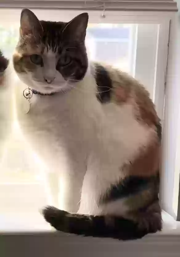 Lost cat in Theodore, AL, 36582