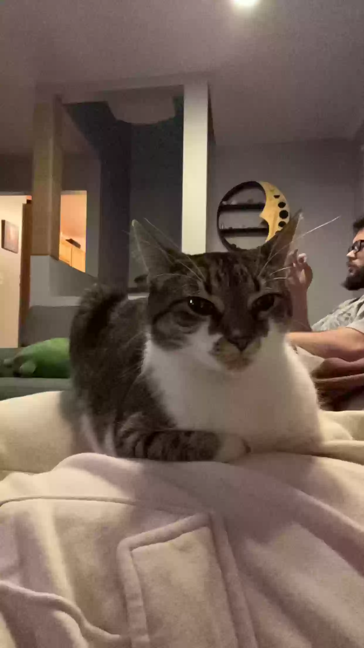 Lost cat in Warren, MI, 48091