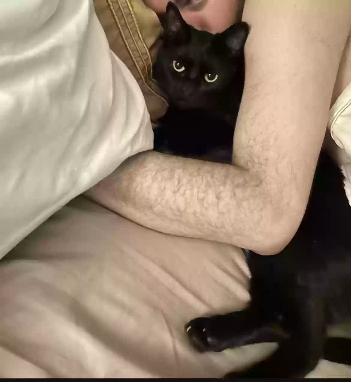 Lost cat in Farmingdale, NY, 11735