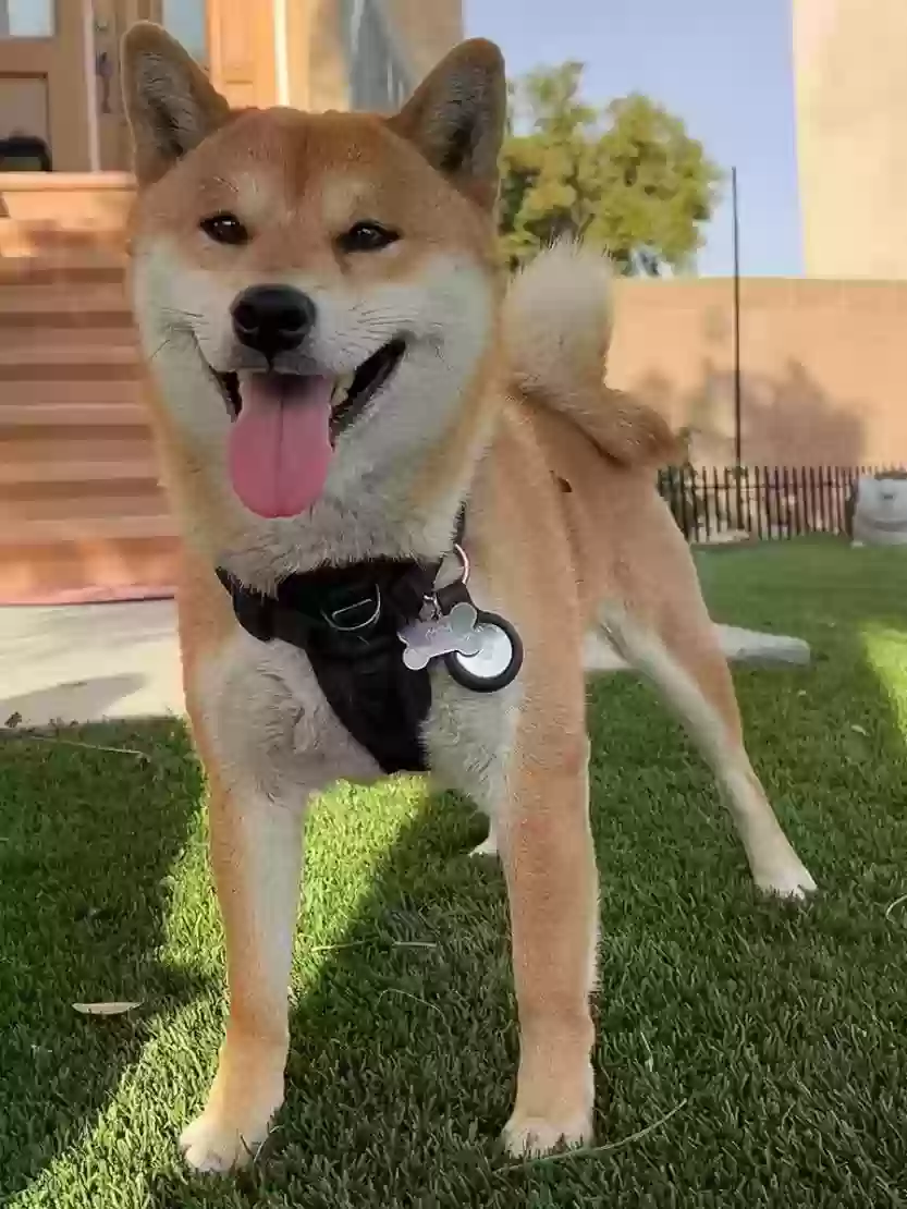 Lost dog in Fontana, CA, 92336