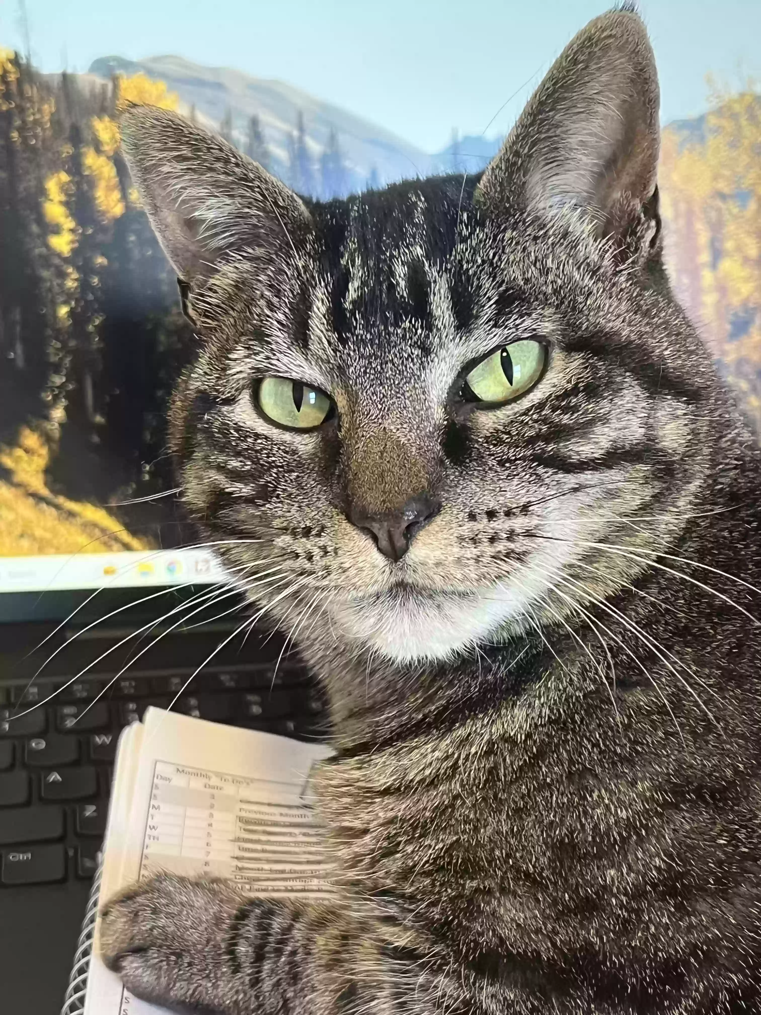 Lost cat in Granite Falls, NC, 28630