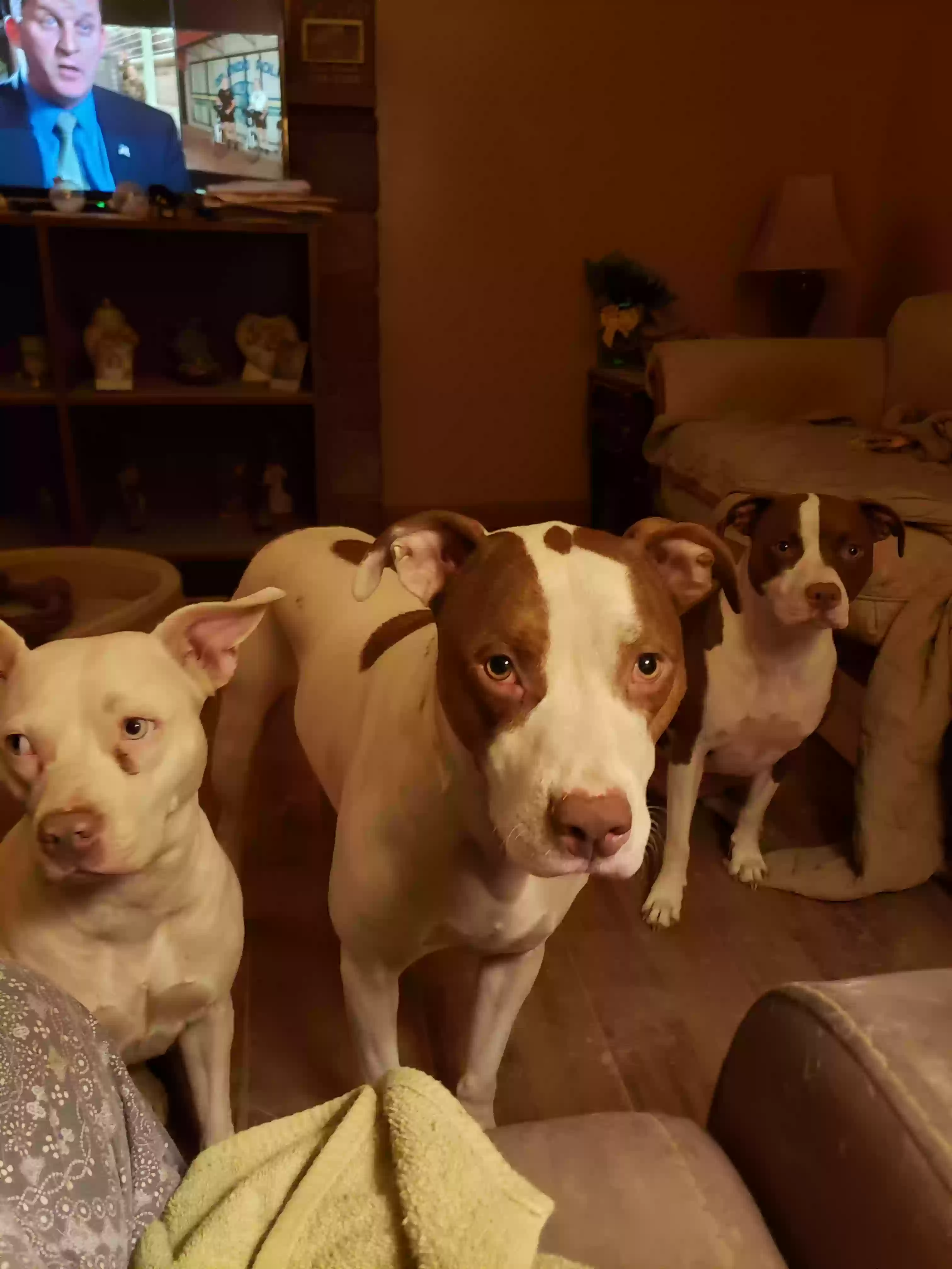 Lost dog in Columbus, OH, 43223