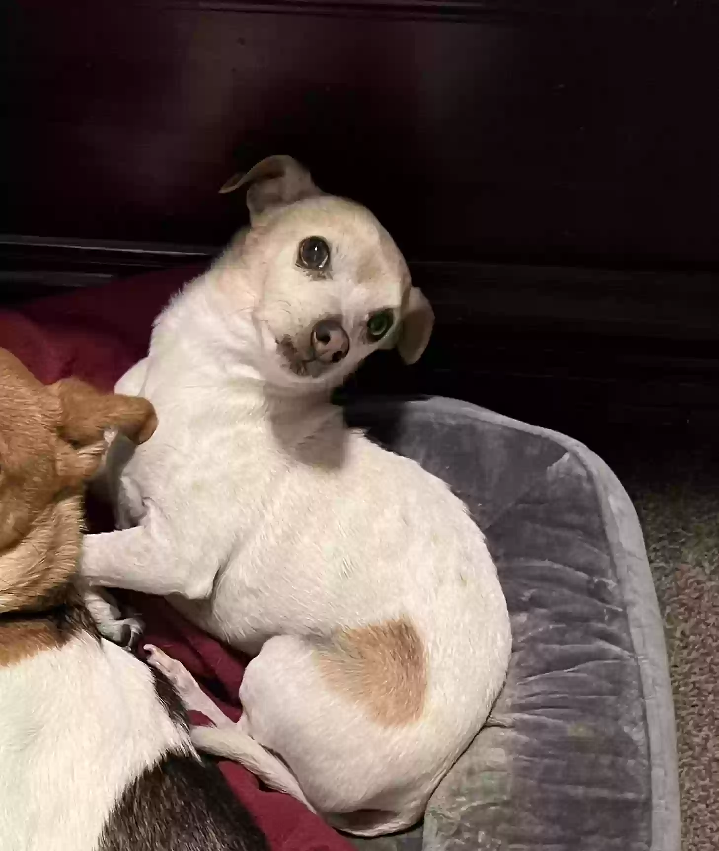 Lost dog in Henderson, NV, 89012
