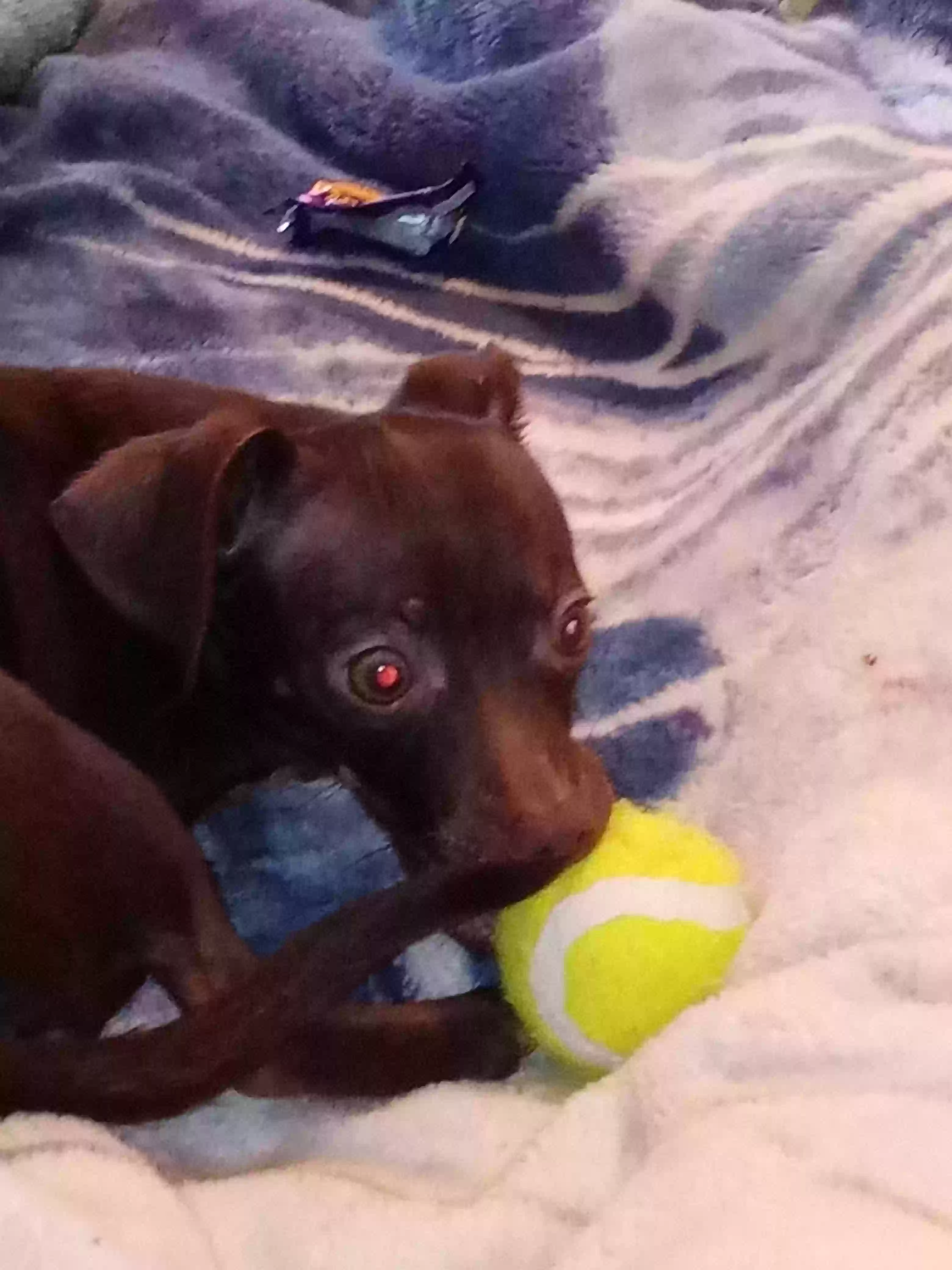 Lost dog in Fresno, CA, 93705