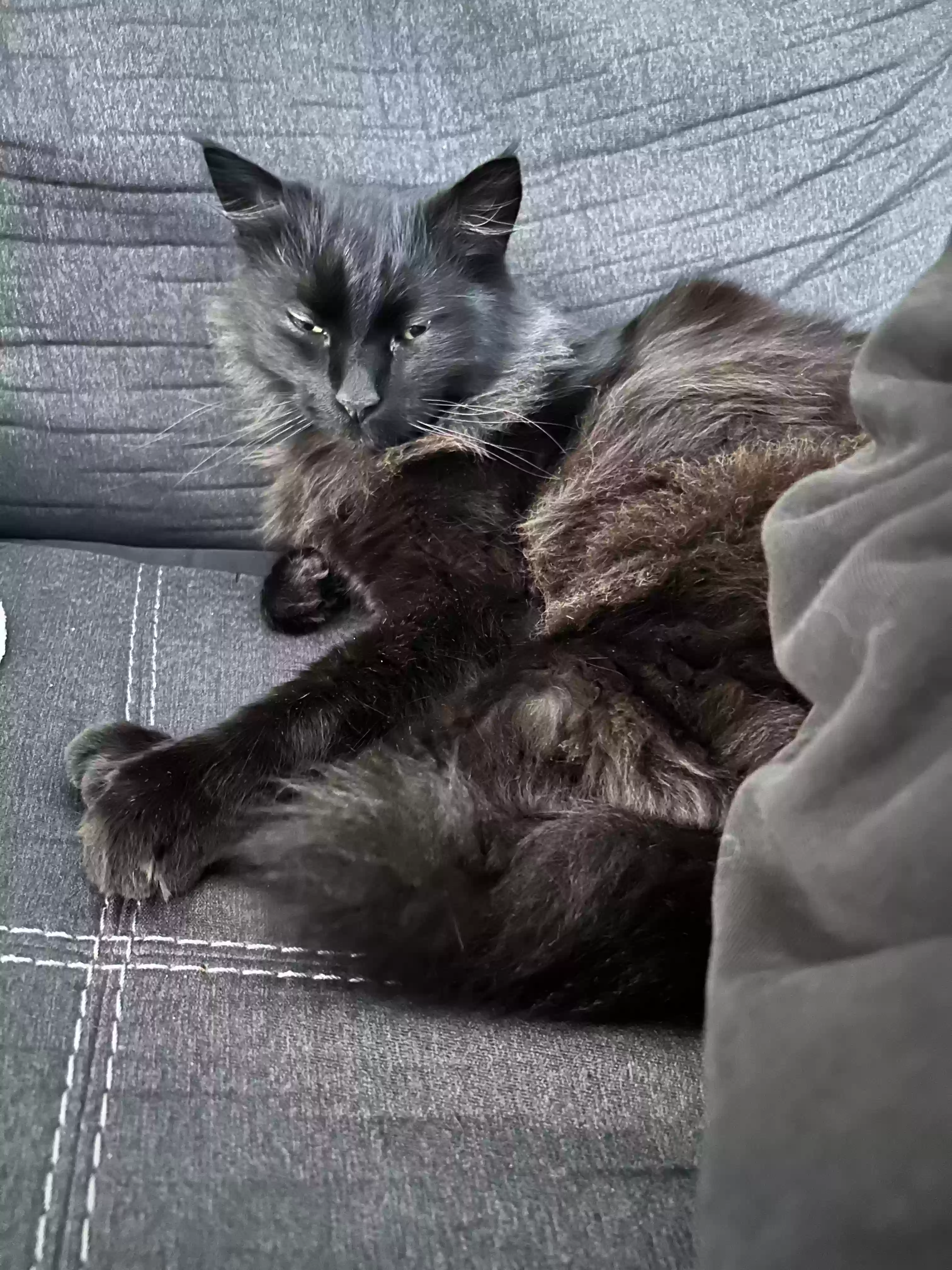 Lost cat in Concord, CA, 94520