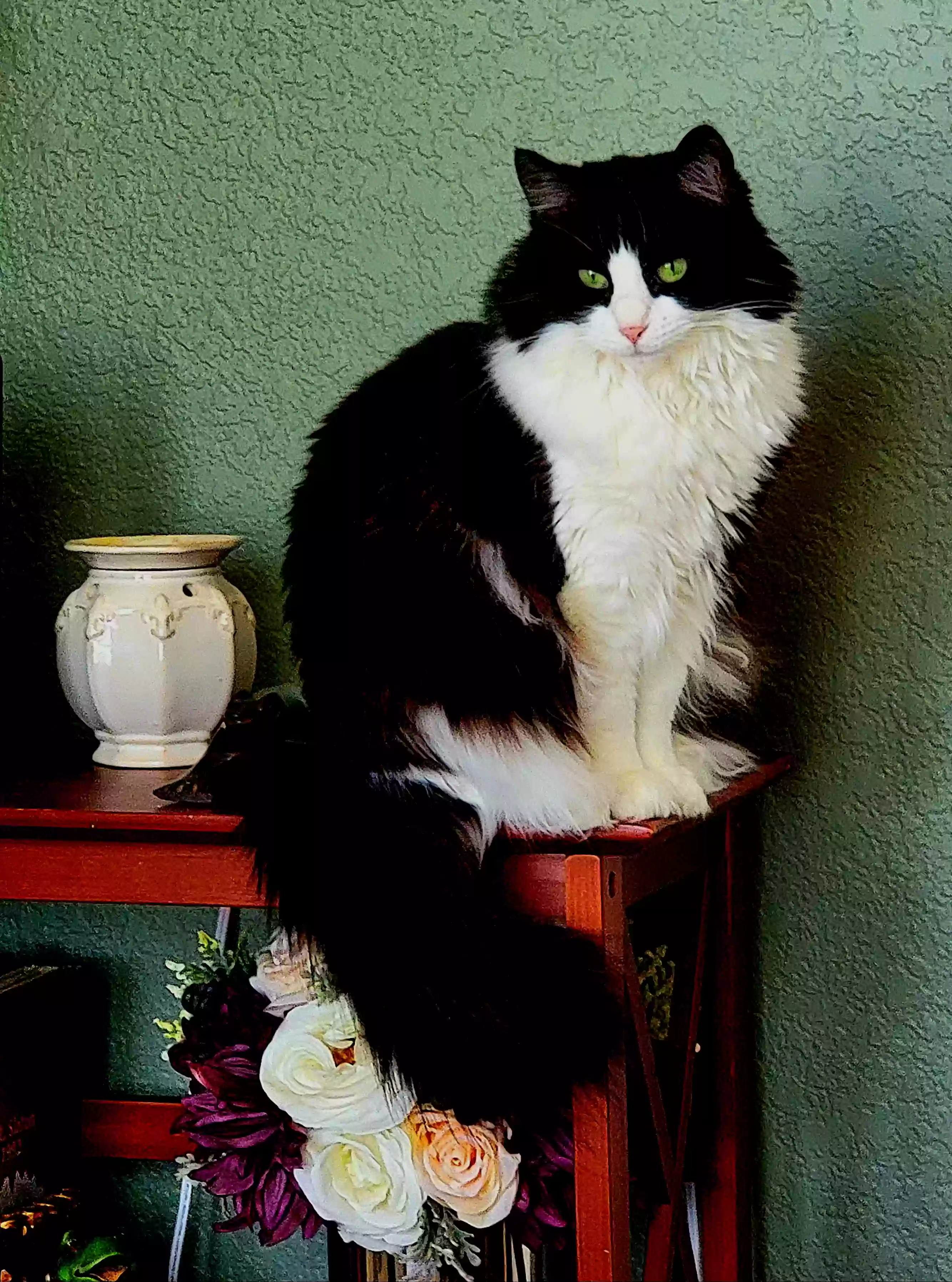 Lost cat in Lubbock, TX, 79423
