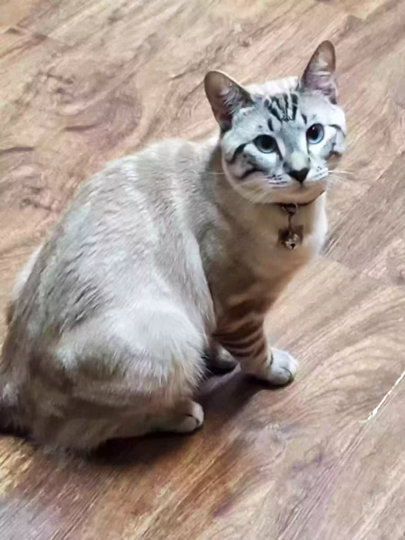 Lost cat in Houston, TX, 77072
