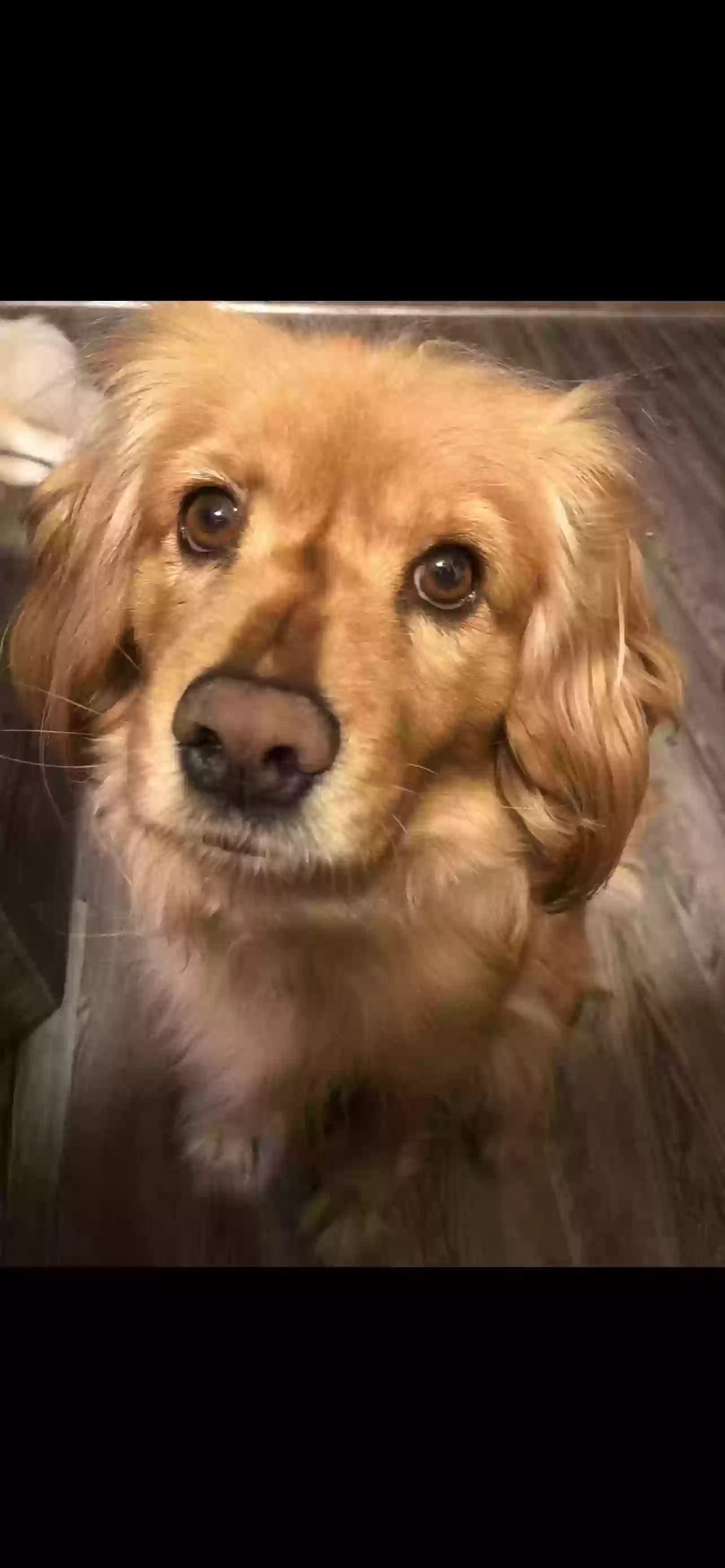 Lost dog in Victorville, CA, 92394