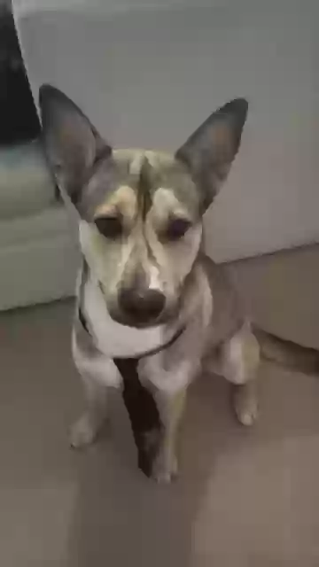 Lost dog in Four Oaks, NC, 27524