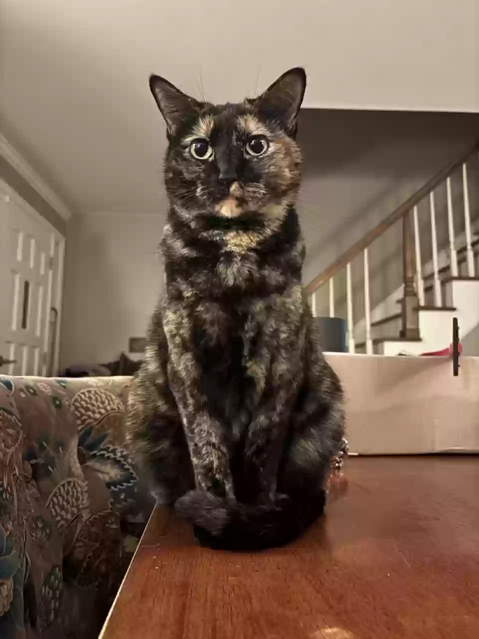 Lost cat in Denver, CO, 80215