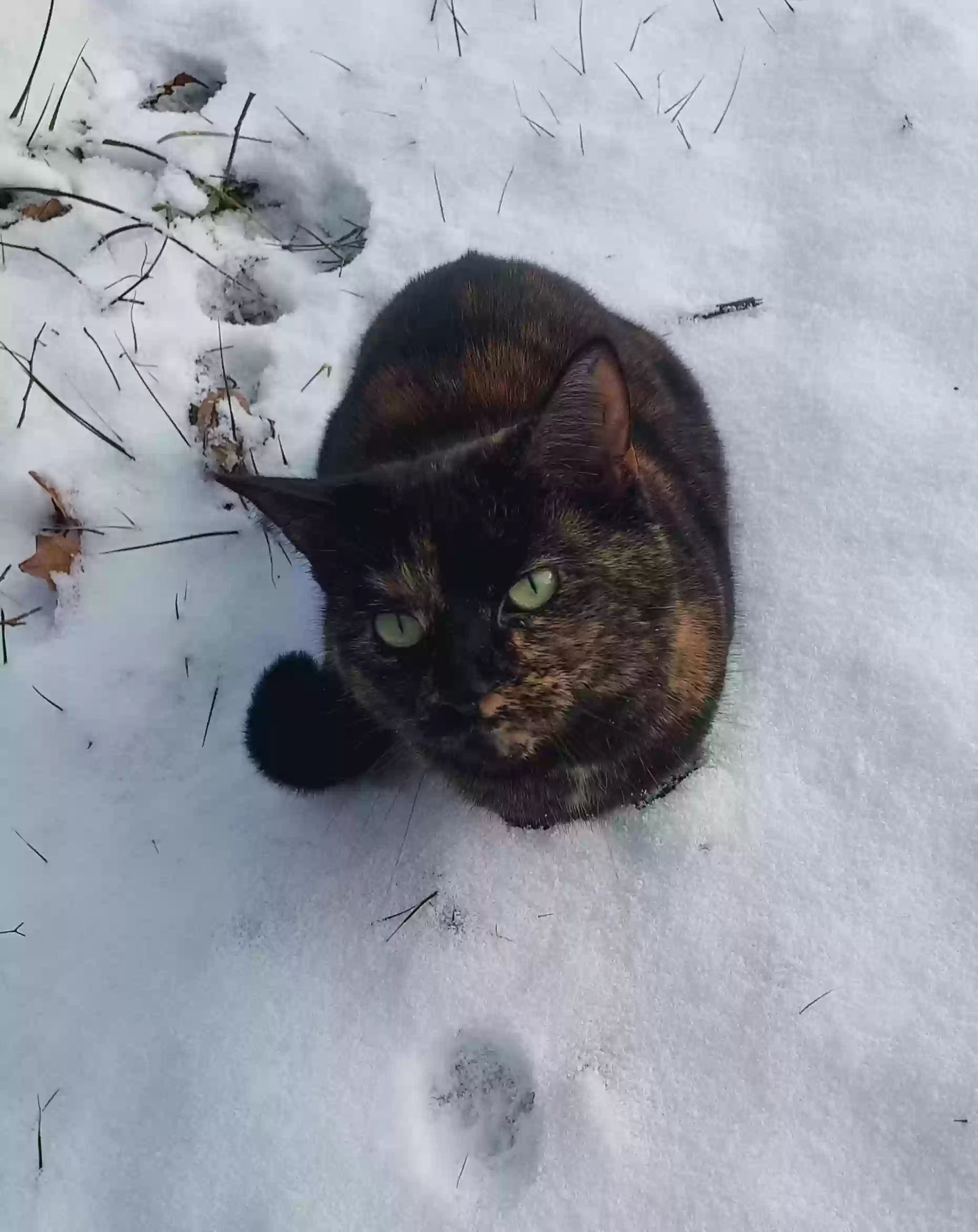 Lost cat in Des Moines, IA, 50317
