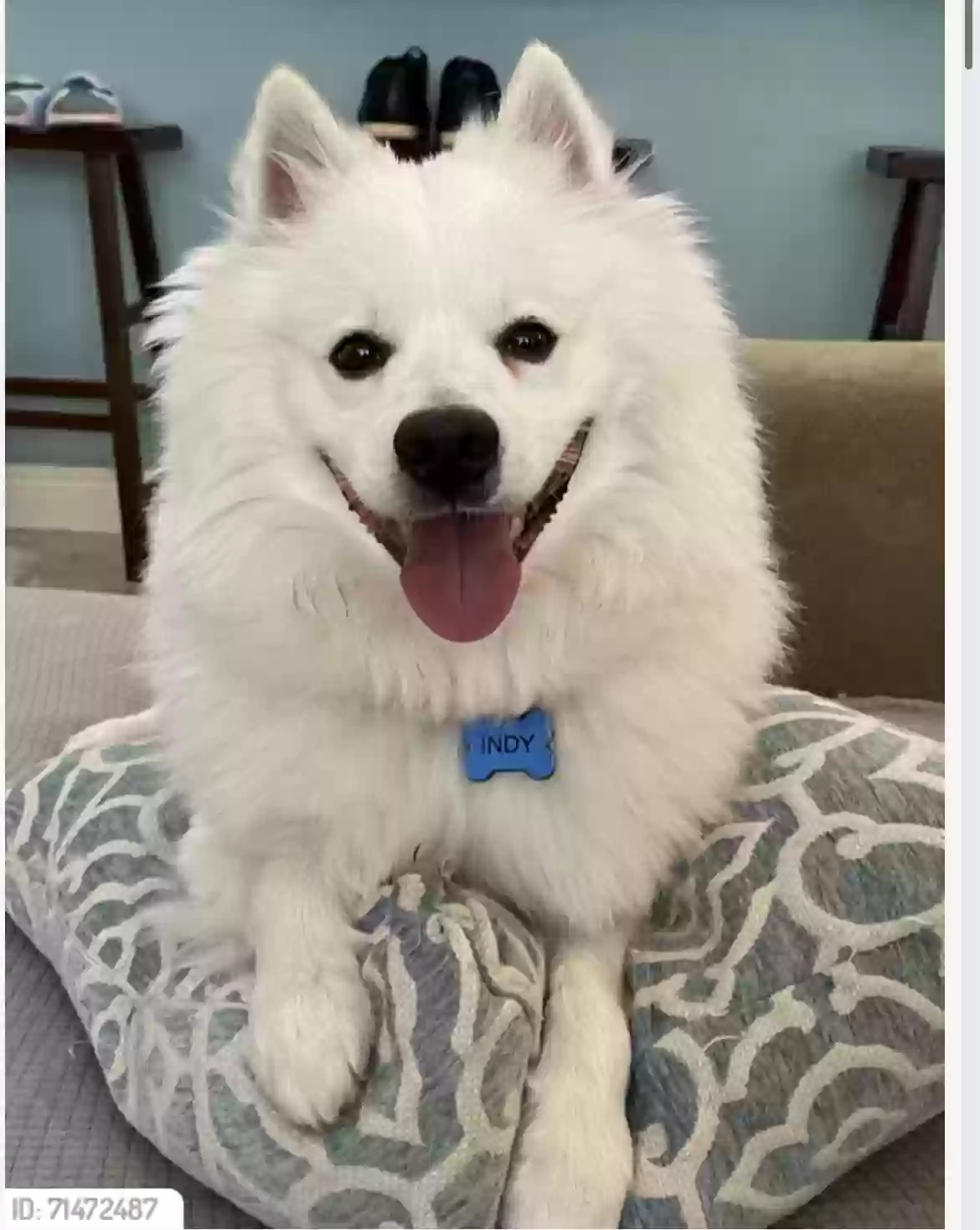 Lost dog in Loxahatchee, FL, 33470