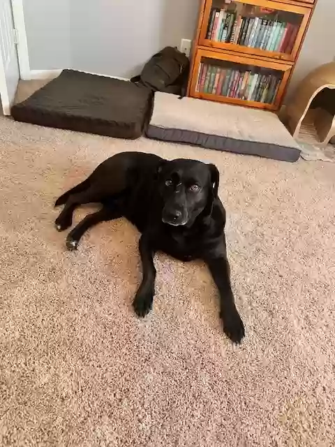 Lost dog in Cypress, TX, 77429