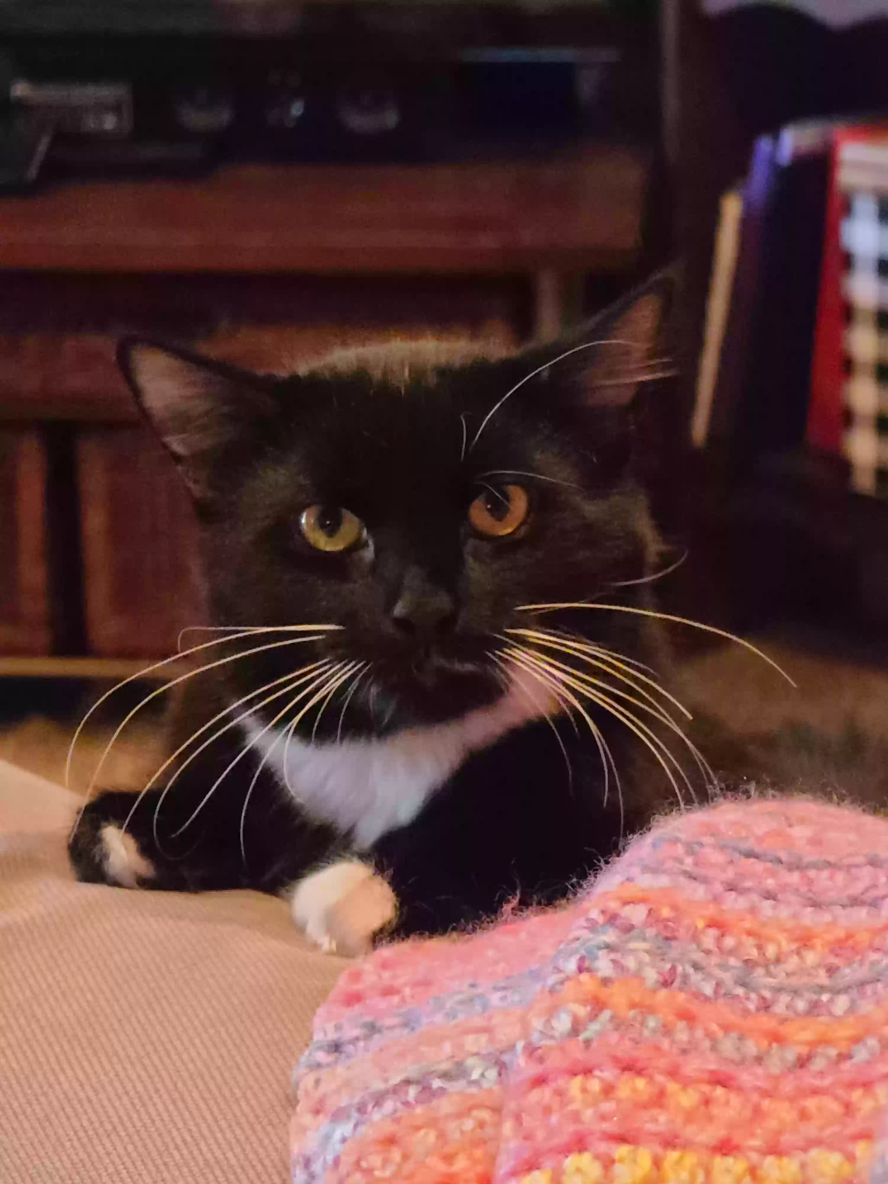 Lost cat in Pickerington, OH, 43147