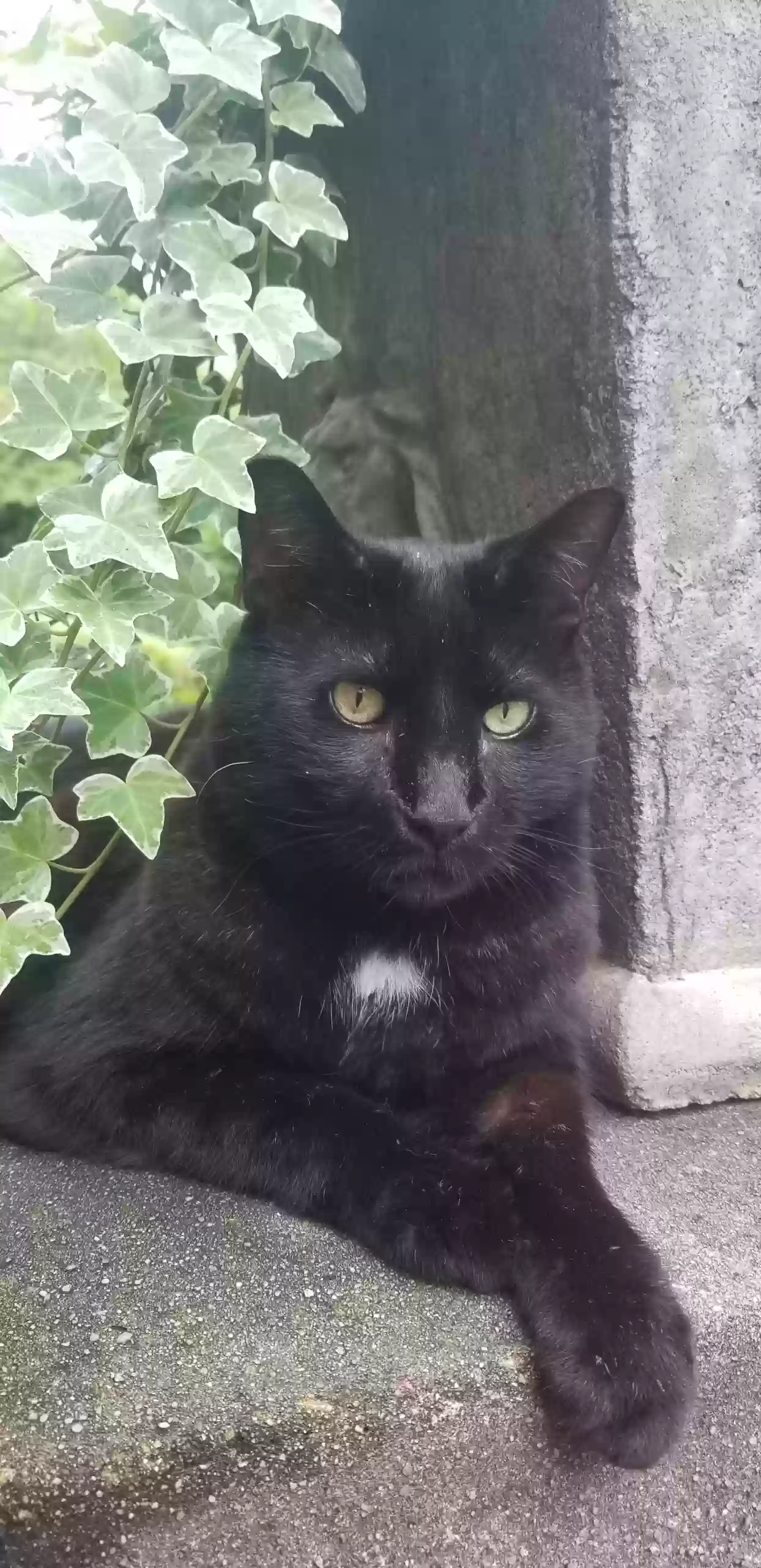 Lost cat in Atlanta, GA, 30308