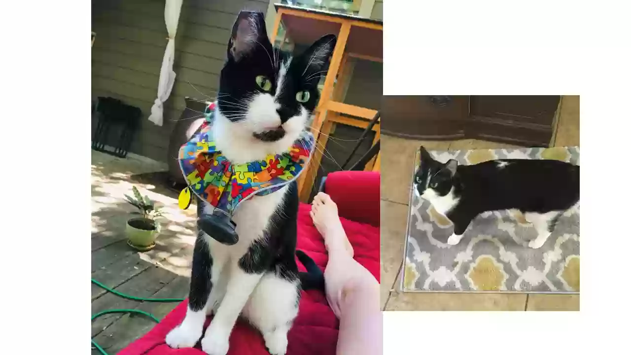 Lost cat in Austin, TX, 78745