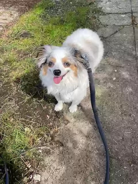 Lost dog in Seattle, WA, 98119