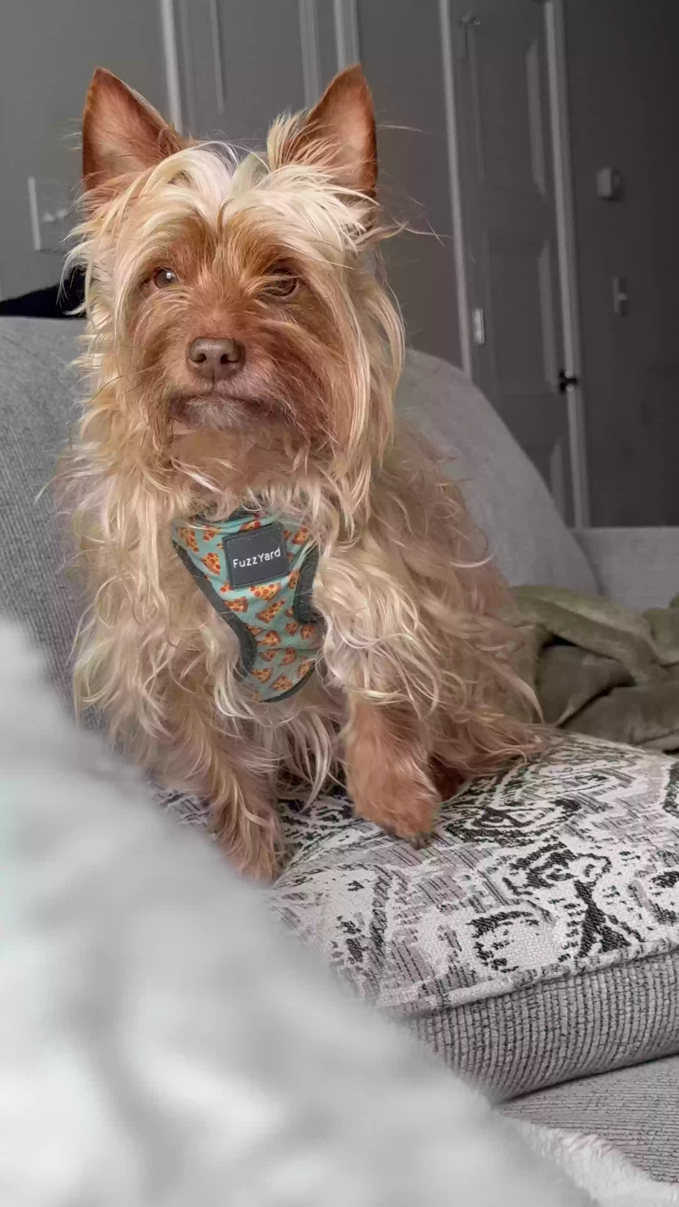 Lost dog in Frankfort, KY, 40601