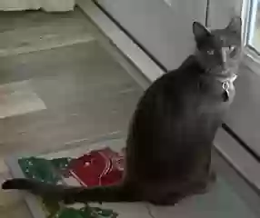Lost cat in Tampa, FL, 33615