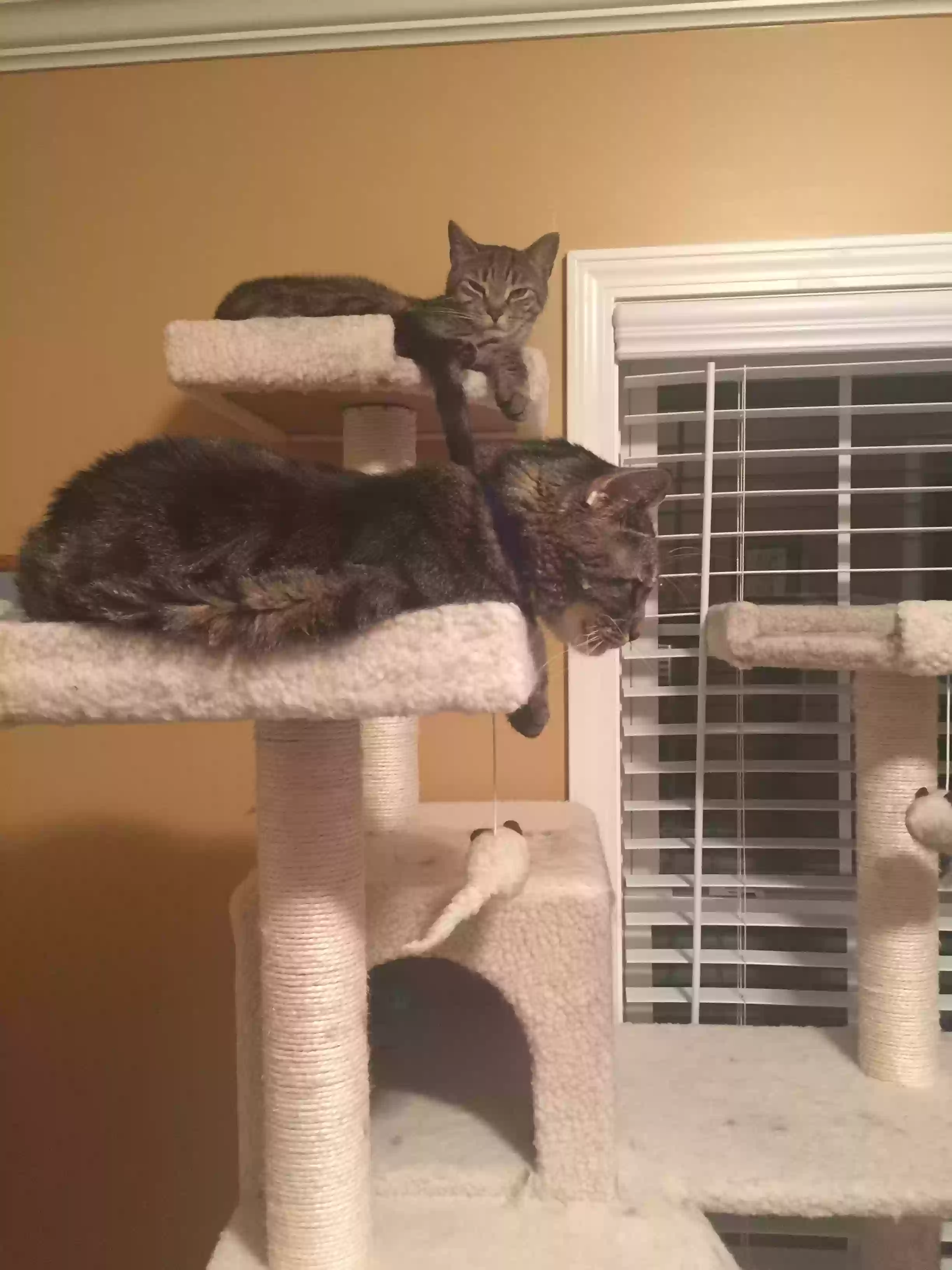 Lost cat in Barto, PA, 19504