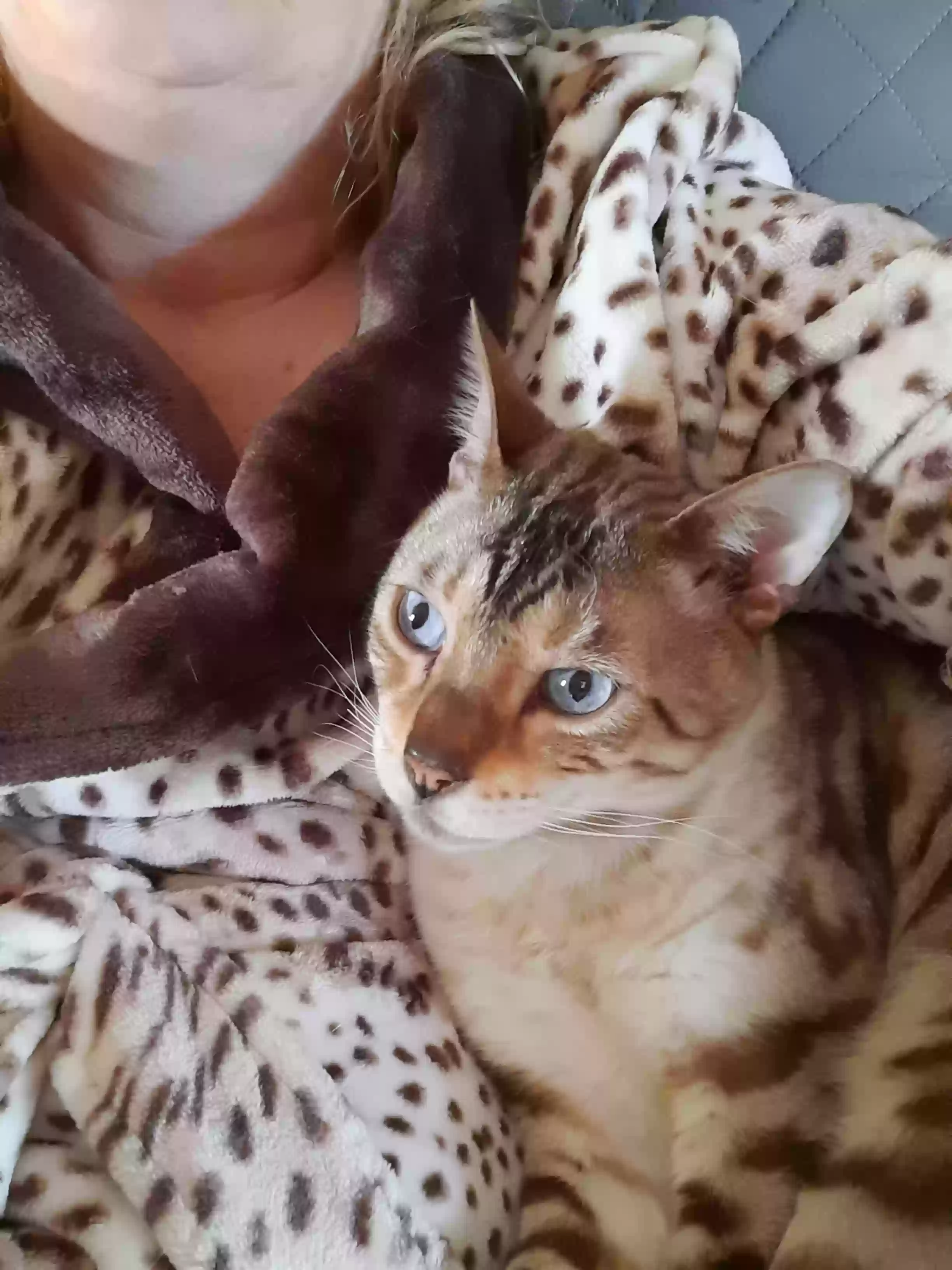 Lost cat in Rancho Cordova, CA, 95670