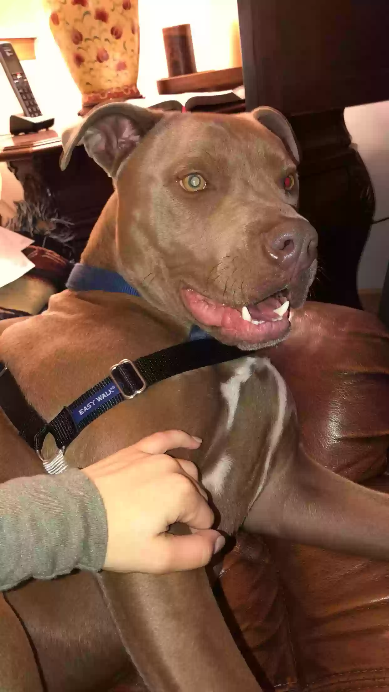 Lost dog in Monee, IL, 60449