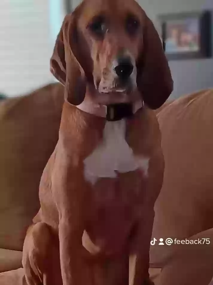 Lost dog in Lawrenceburg, KY, 40342