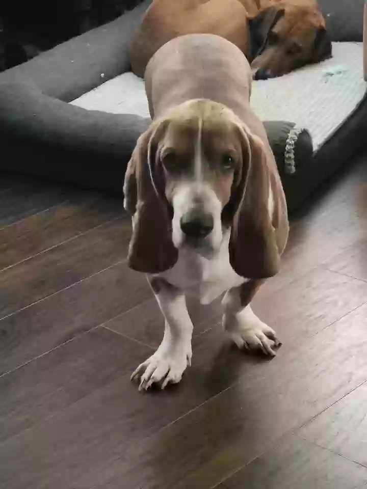 Lost dog in Lawrenceburg, KY, 40342