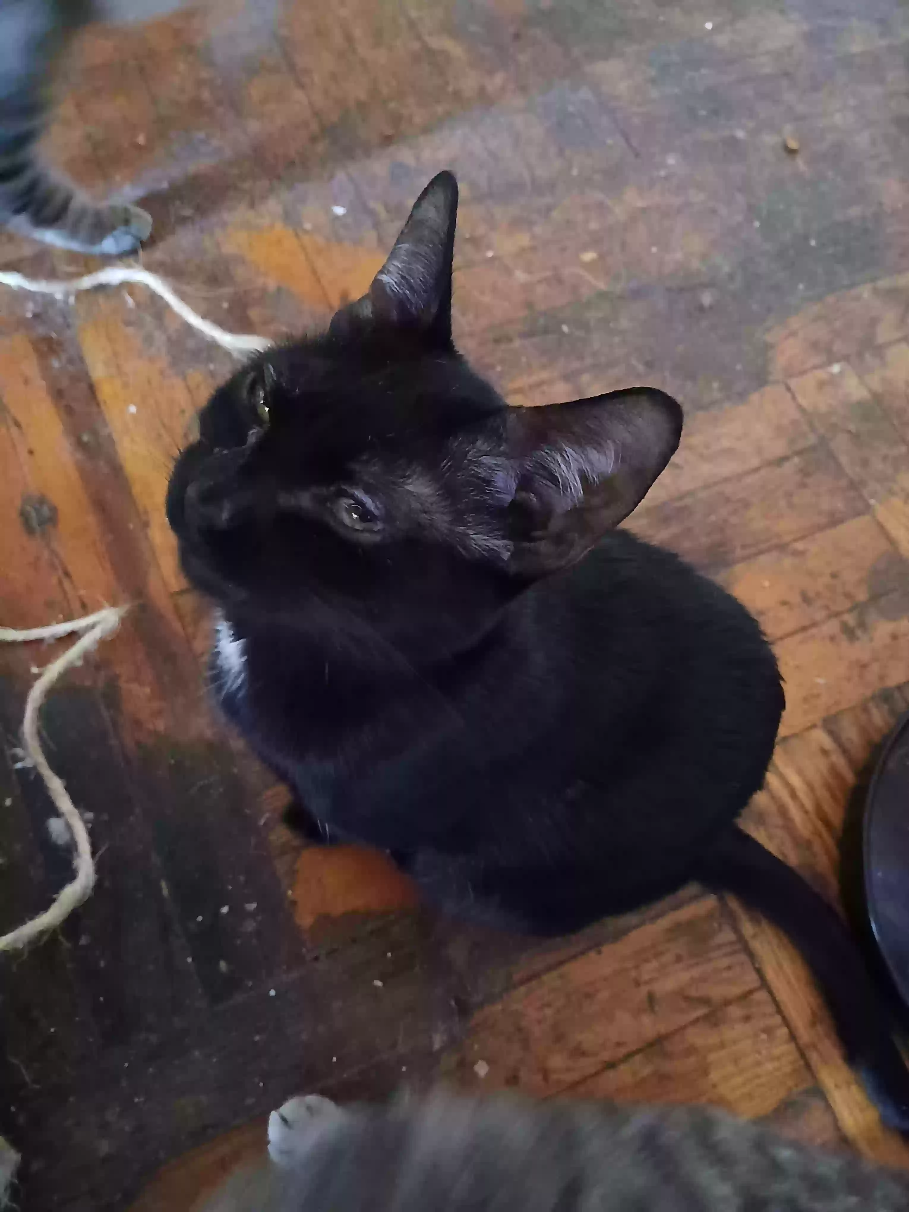 Lost cat in Bronx, NY, 10467