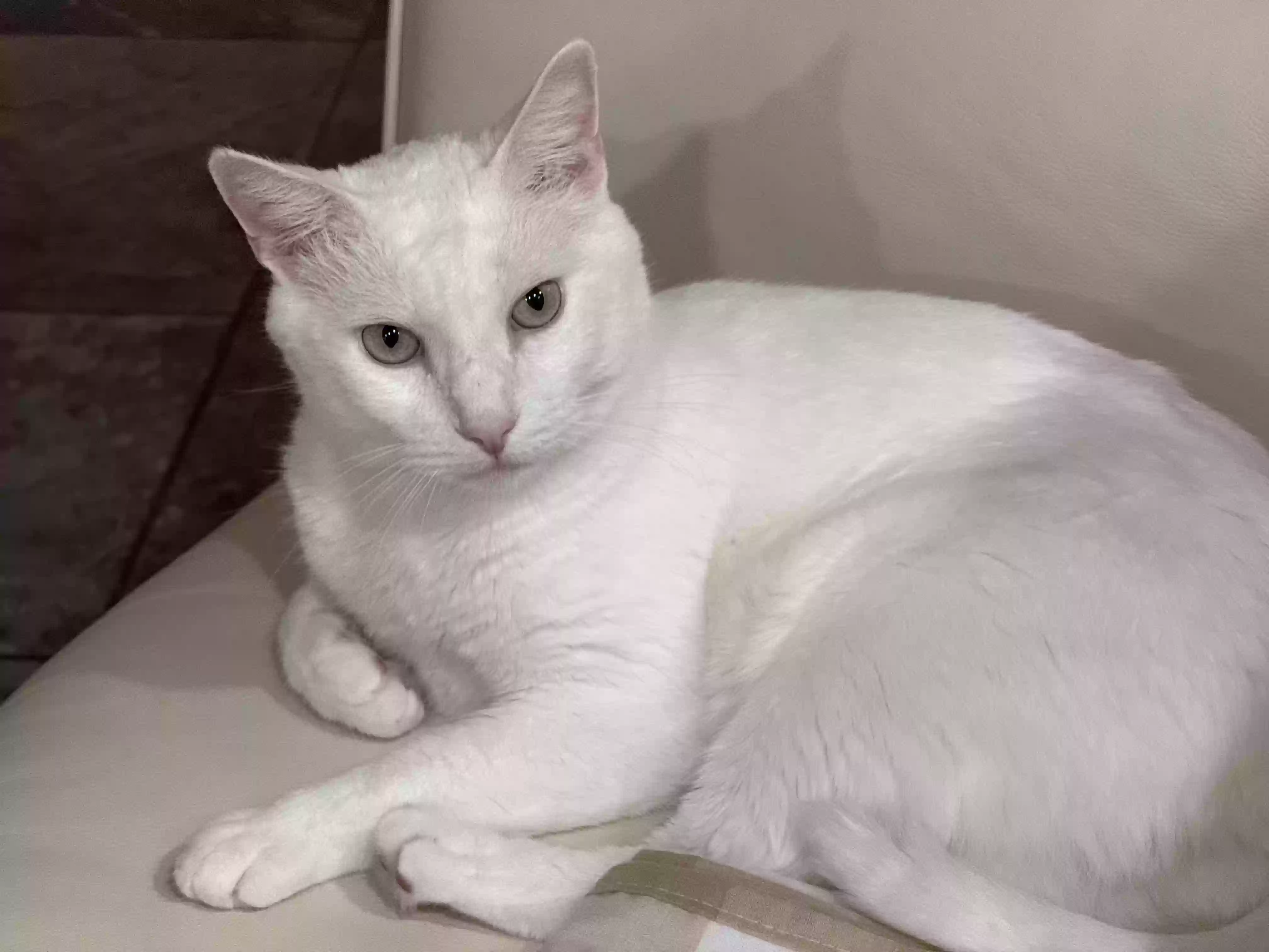 Lost cat in Glendora, CA, 91741