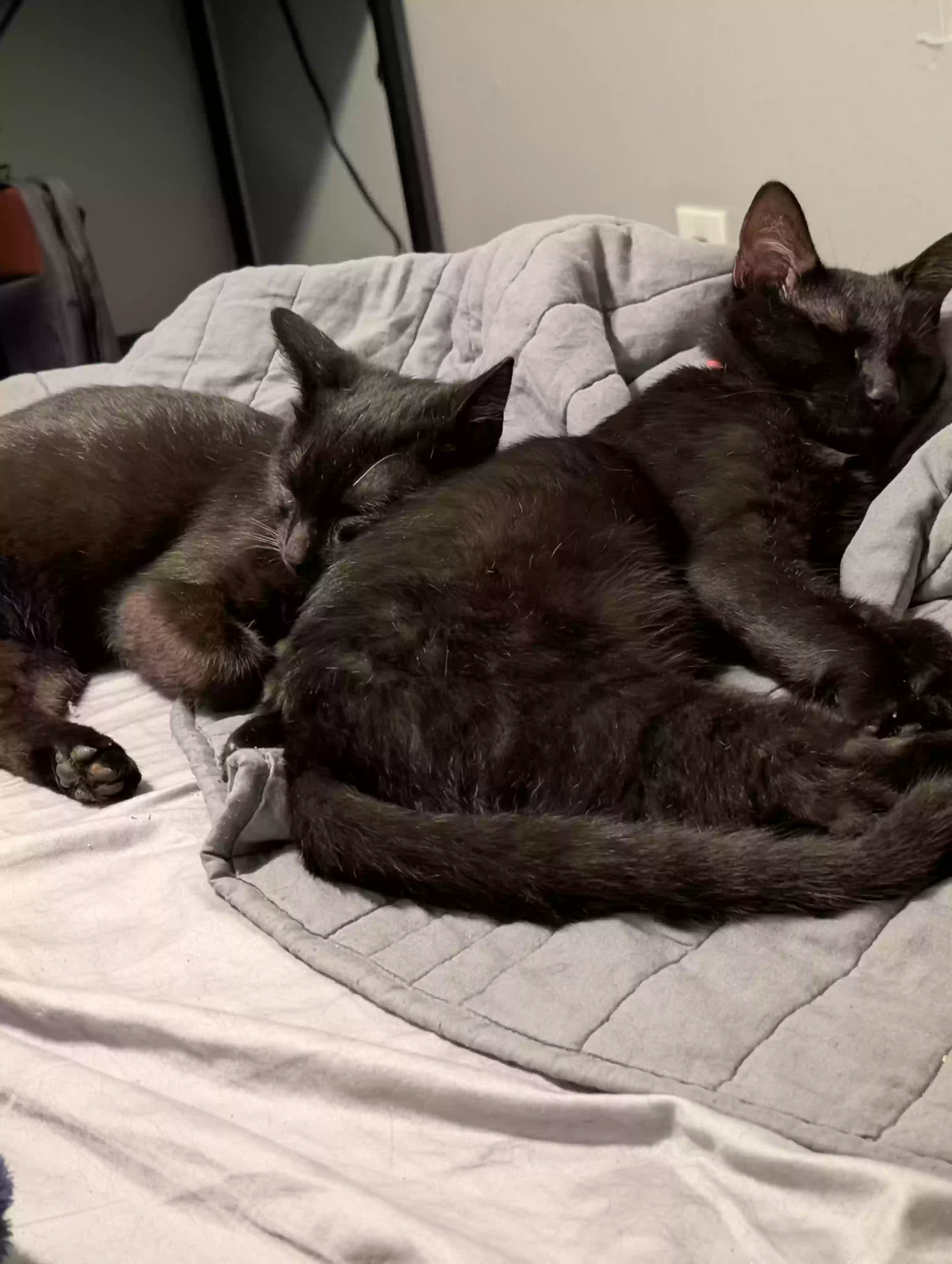 Lost cat in Huntsville, TX, 77340