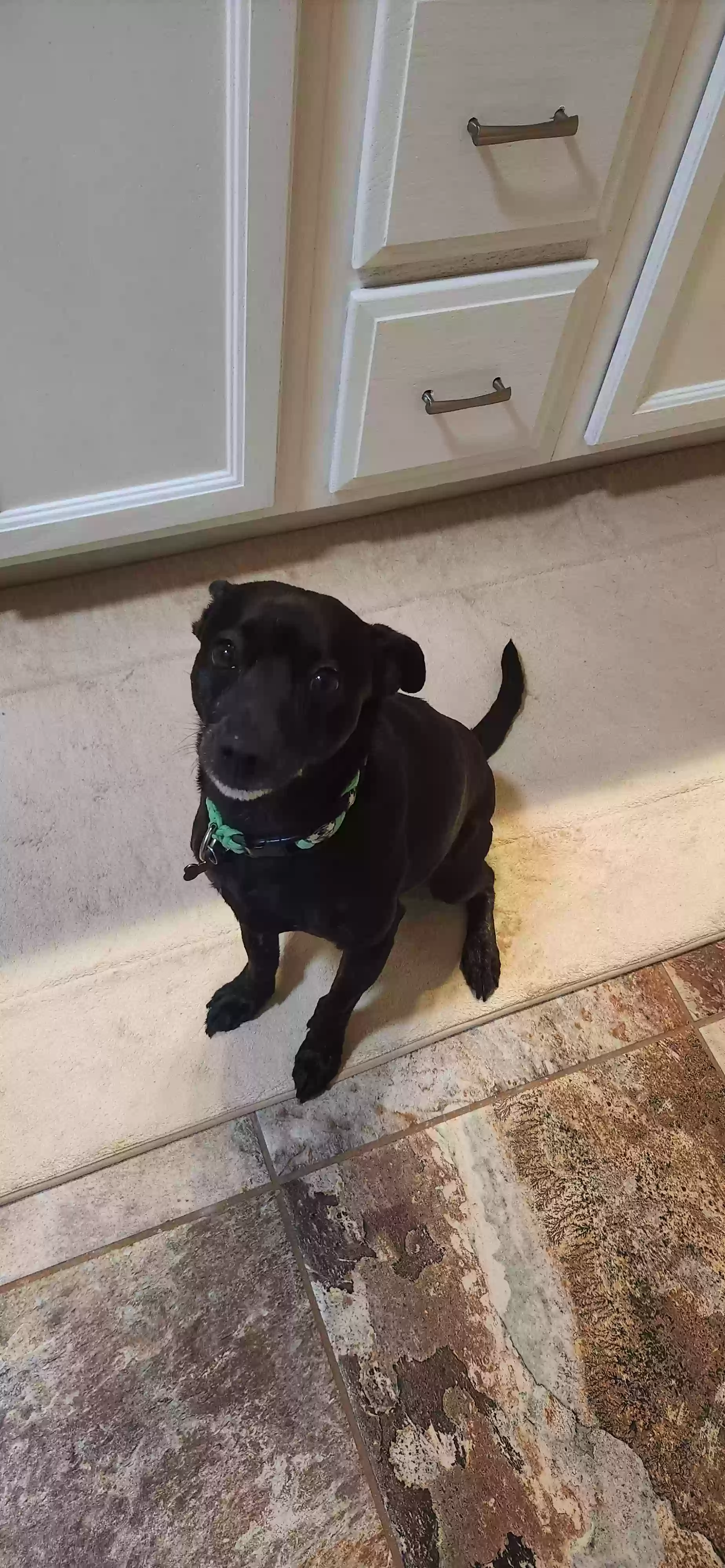 Lost dog in Aurora, CO, 80016