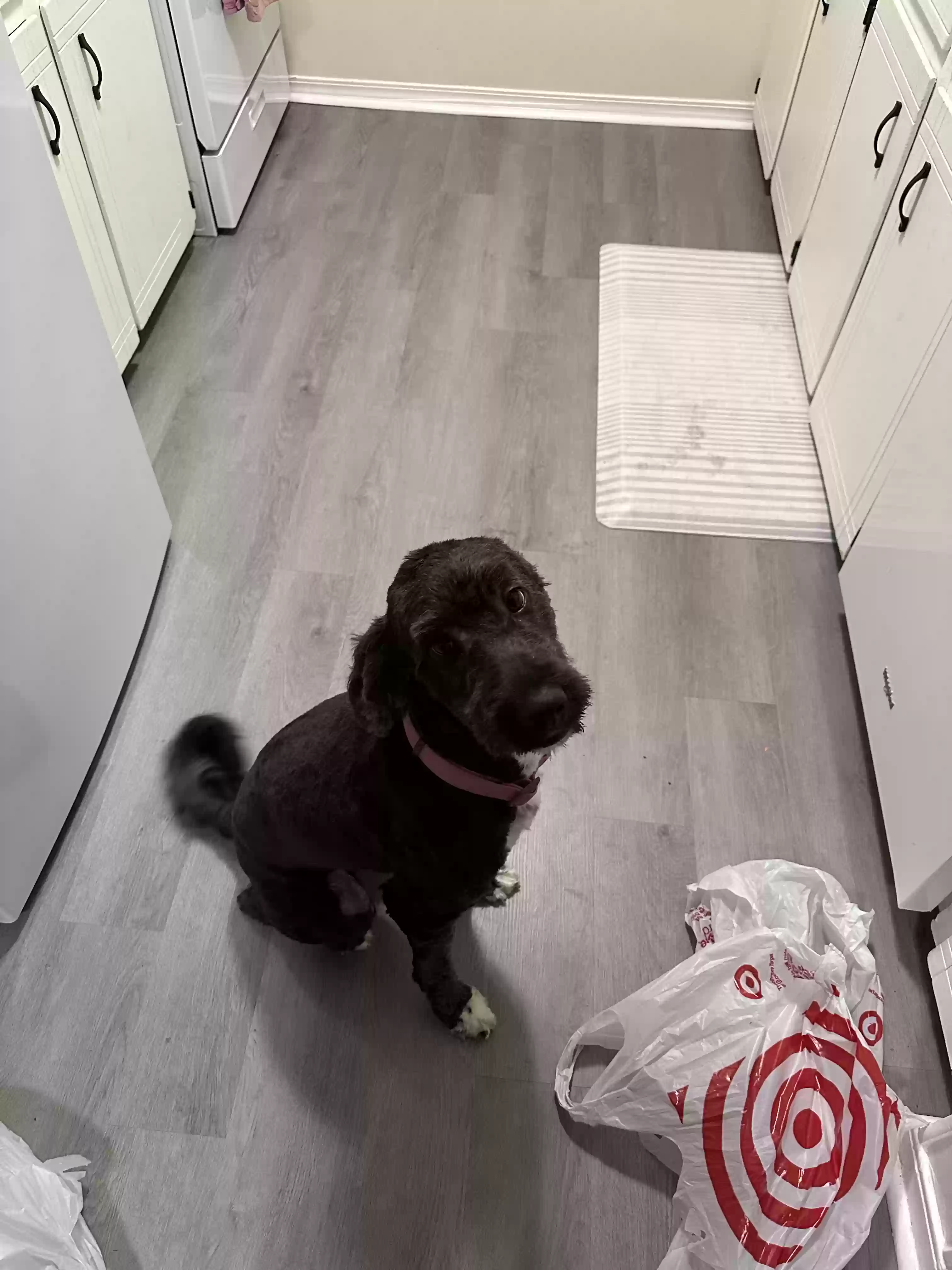 Lost dog in Tulsa, OK, 74129