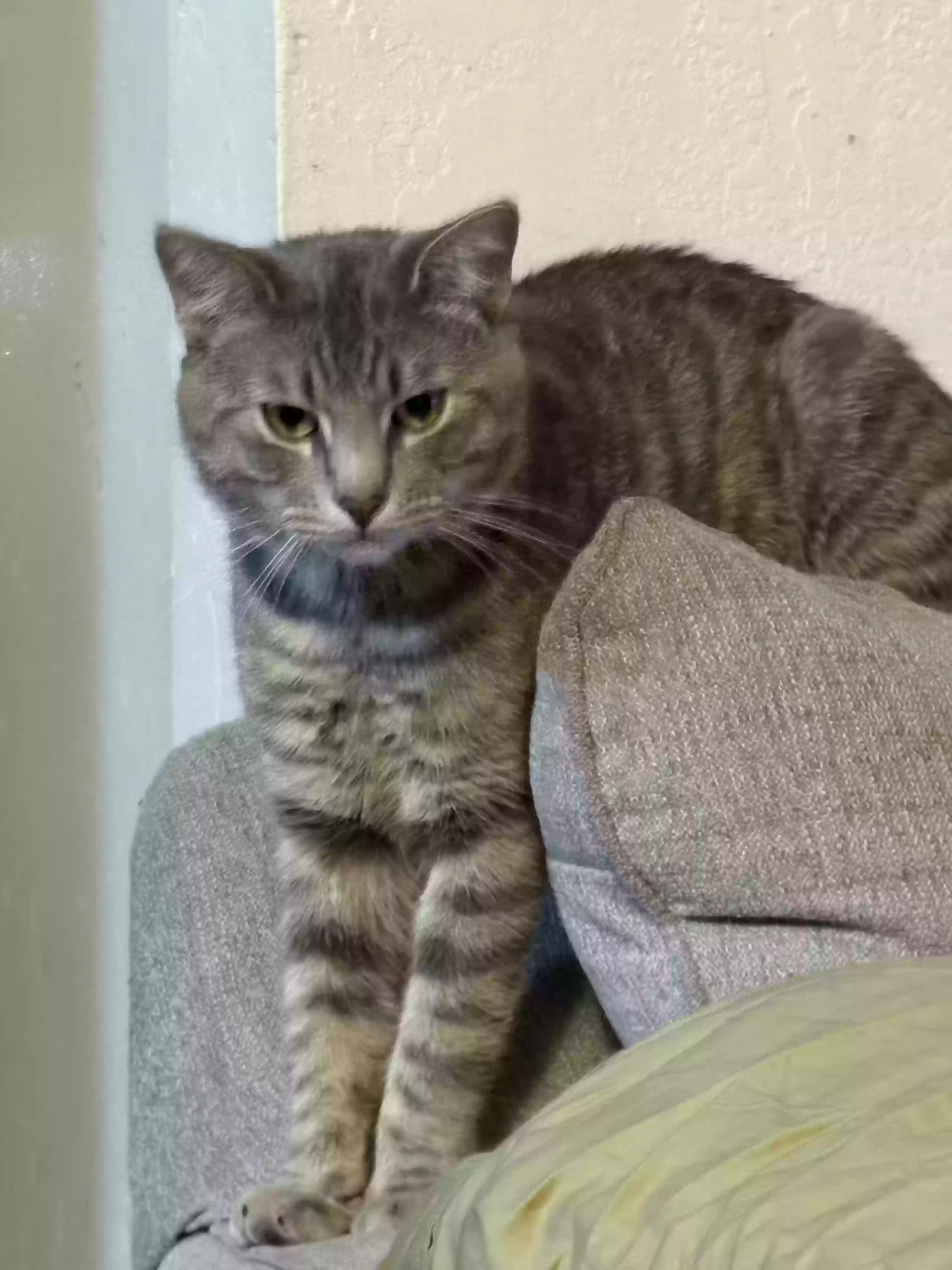 Lost cat in Springfield, OR, 97477