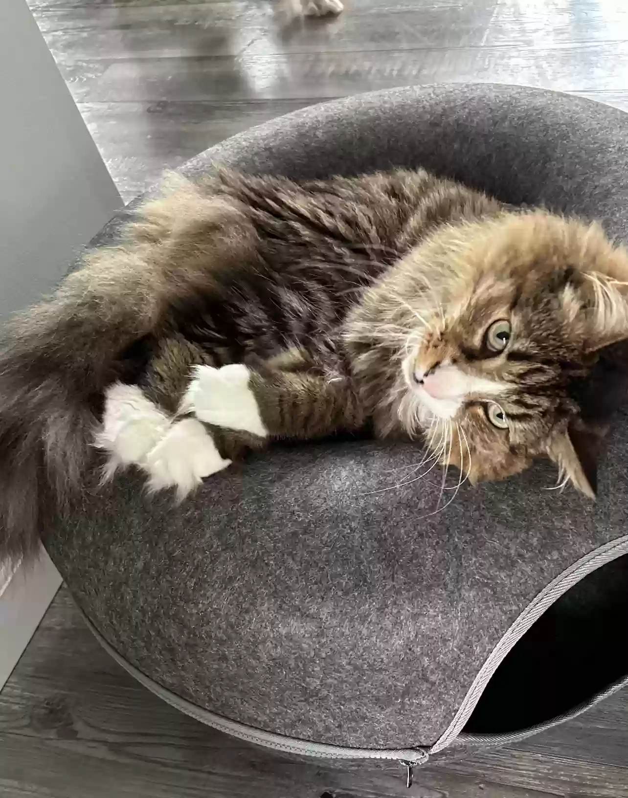 Lost cat in Northfield, OH, 44067