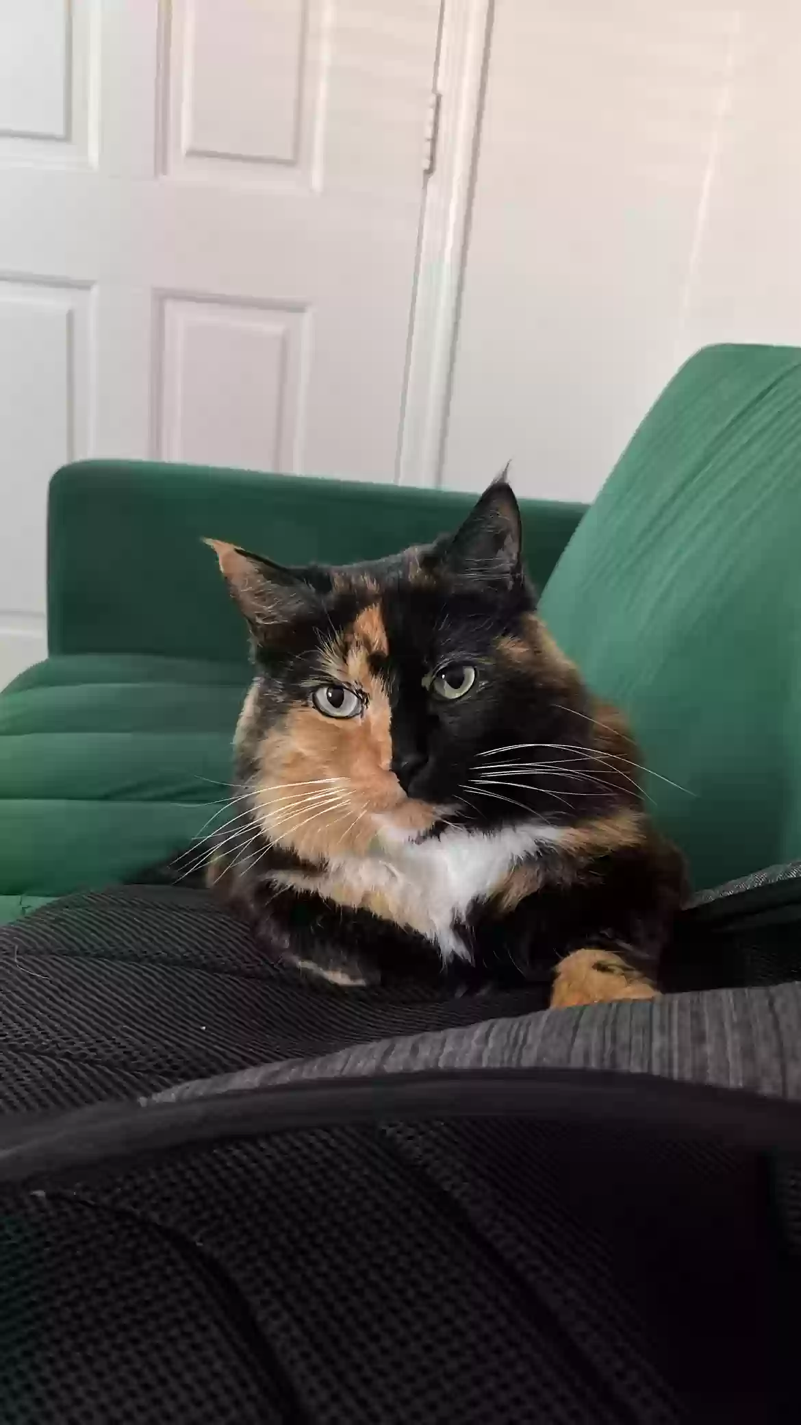 Lost cat in Phoenix, AZ, 85022