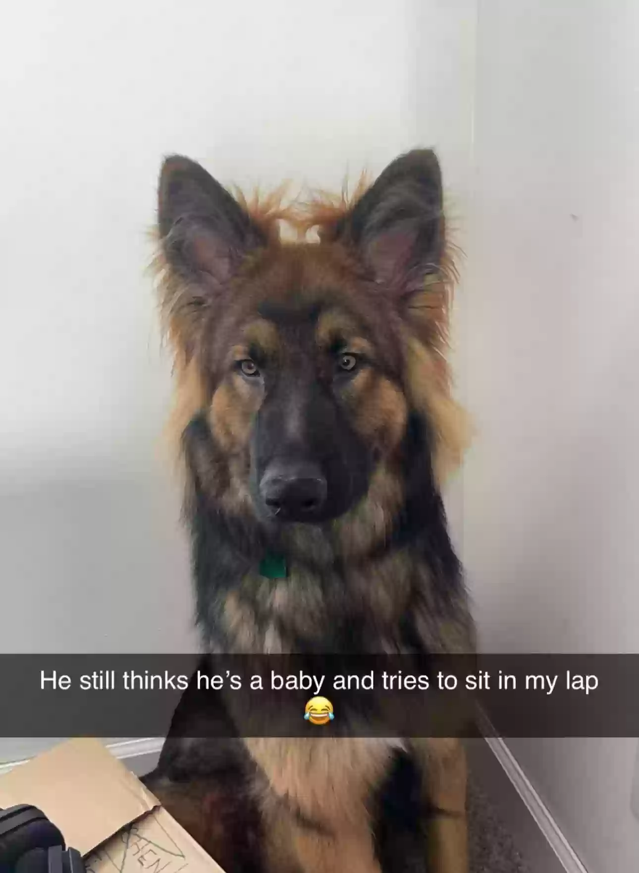 Lost dog in Columbus, OH, 43204