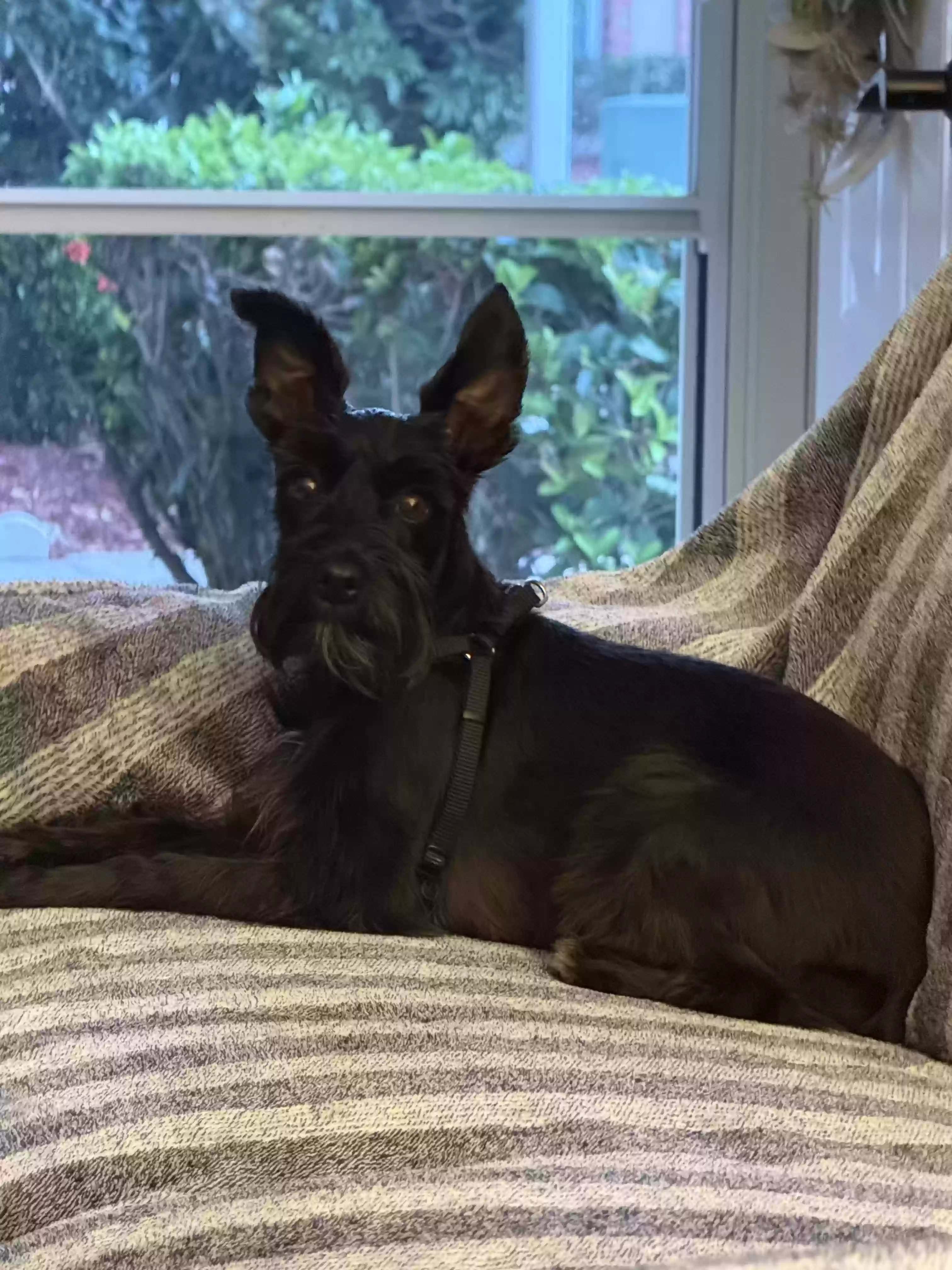 Lost dog in New Port Richey, FL, 34653