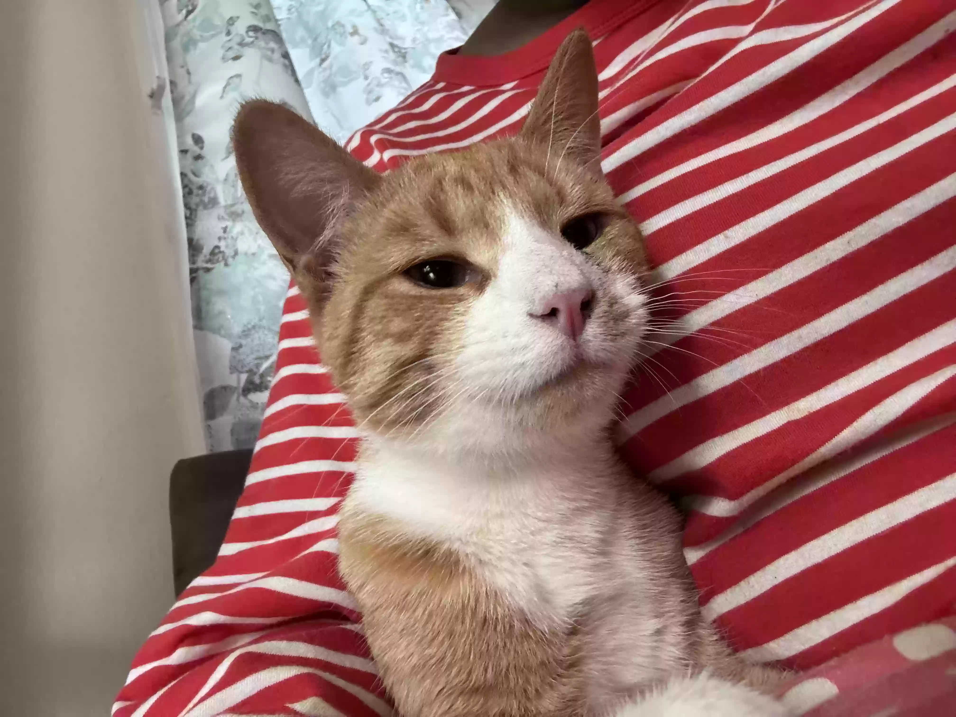Lost cat in Hyde Park, MA, 2136