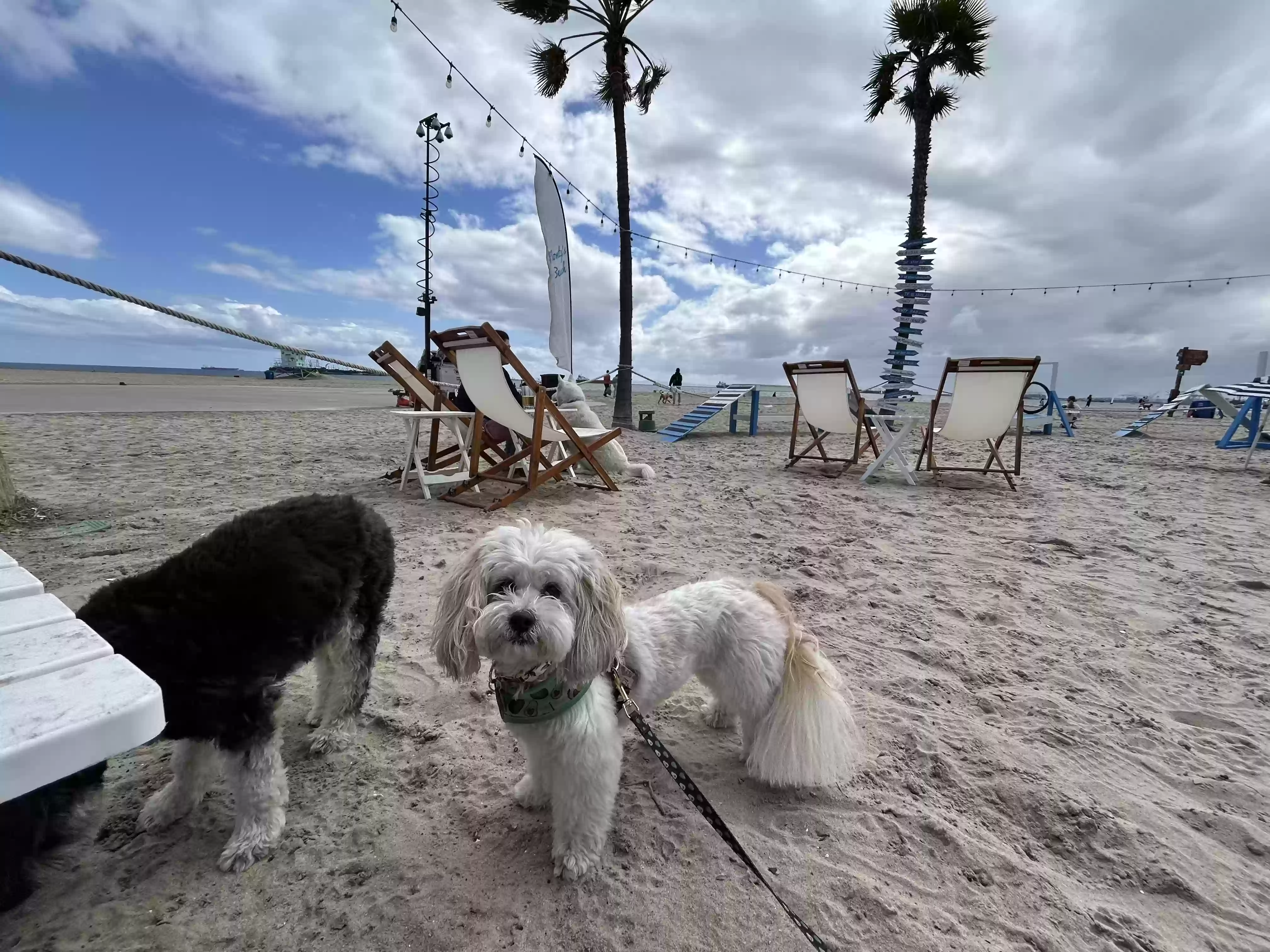 Lost dog in Long Beach, CA, 90806