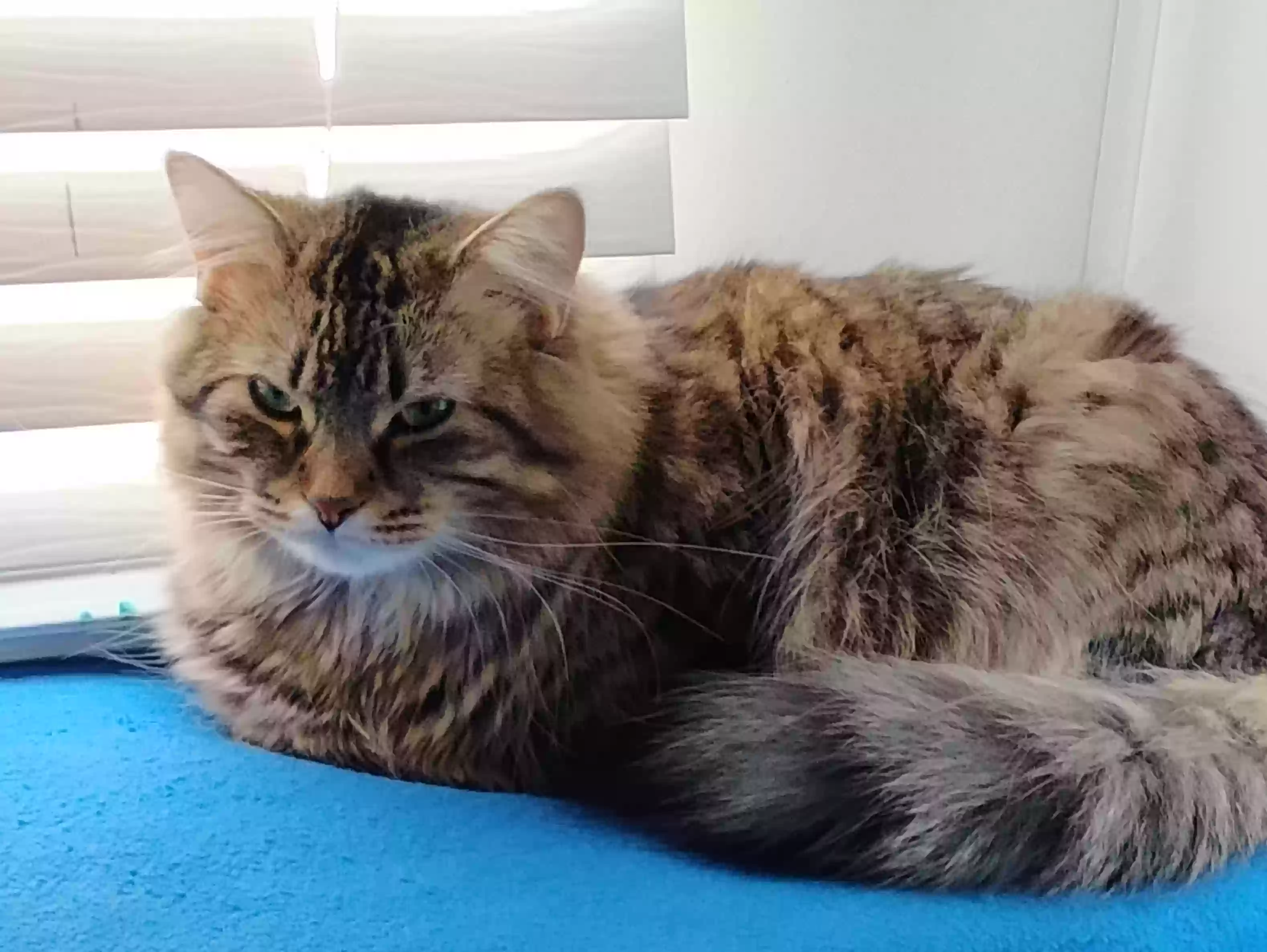 Lost cat in Saint Paul, MN, 55113