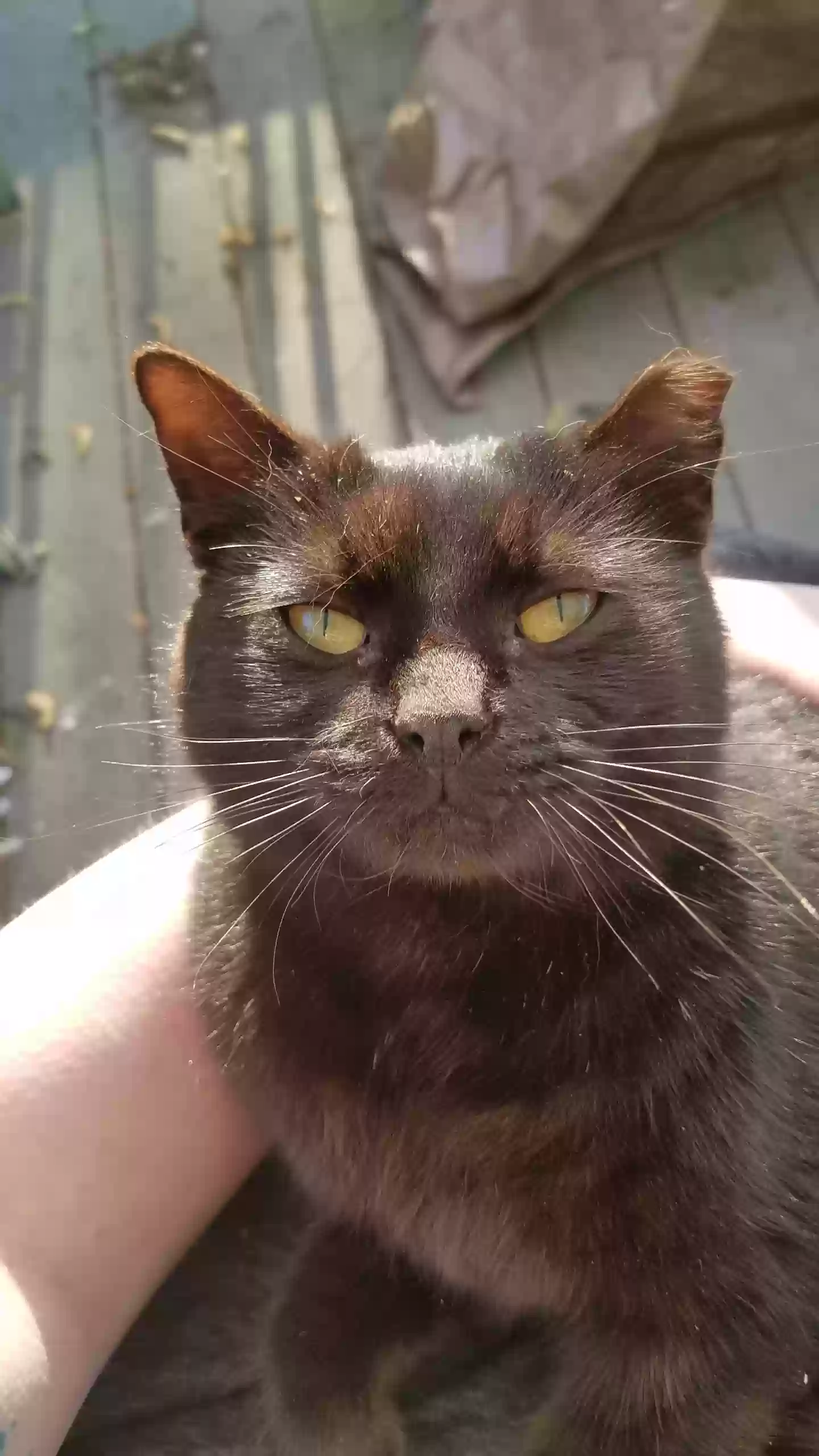 Lost cat in Baltimore, MD, 21214