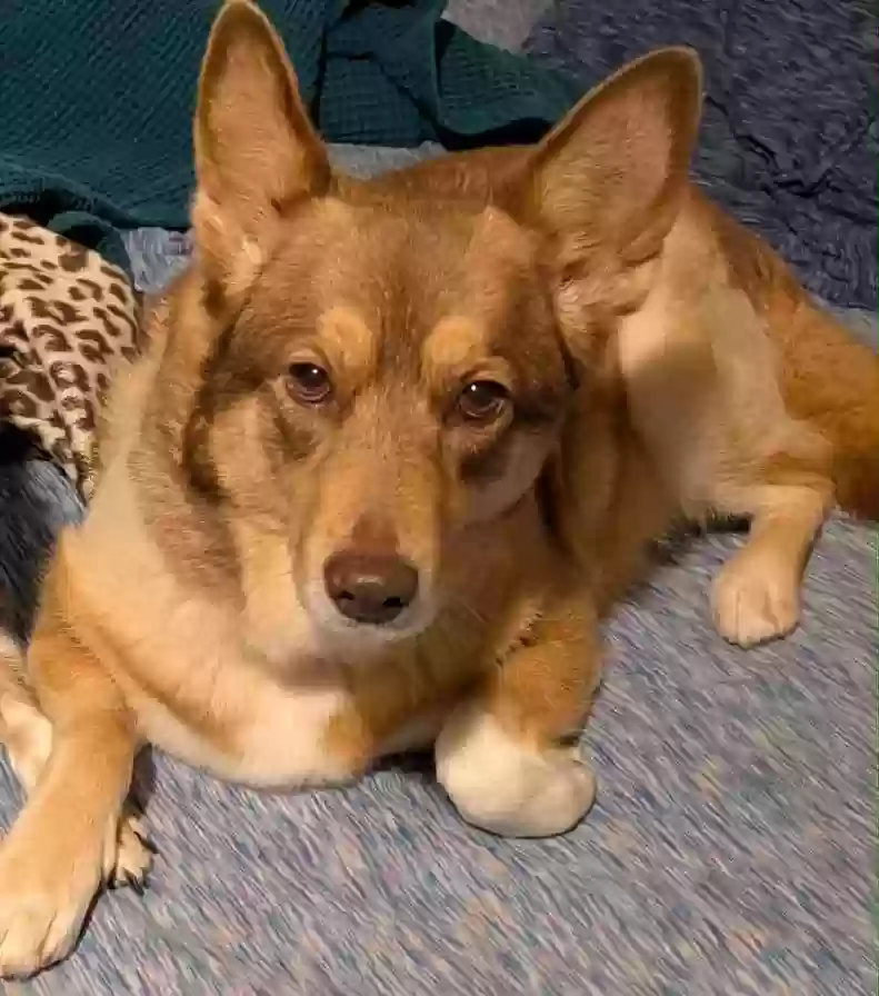 Lost dog in Lewisville, TX, 75077