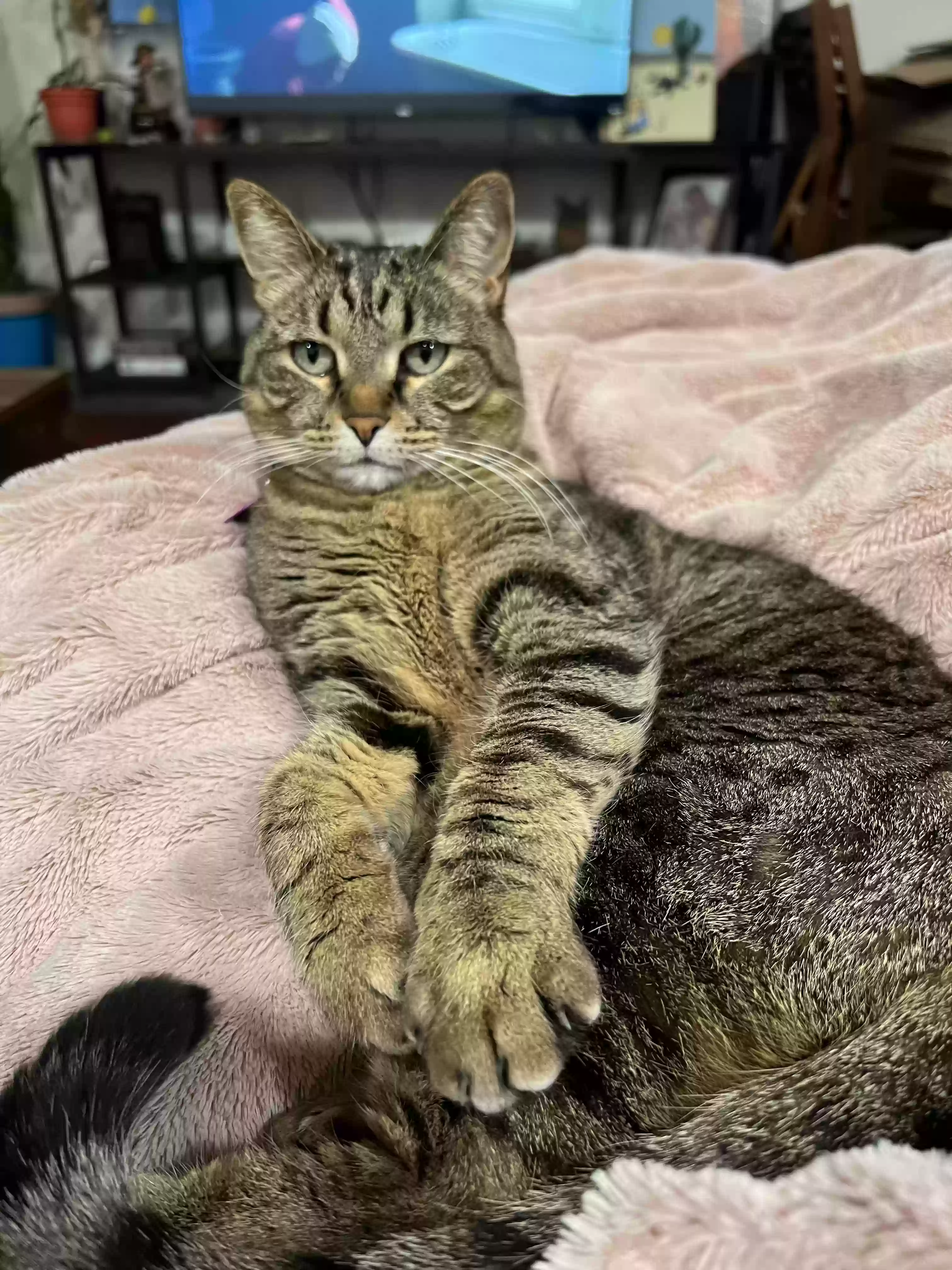 Lost cat in Magna, UT, 84044
