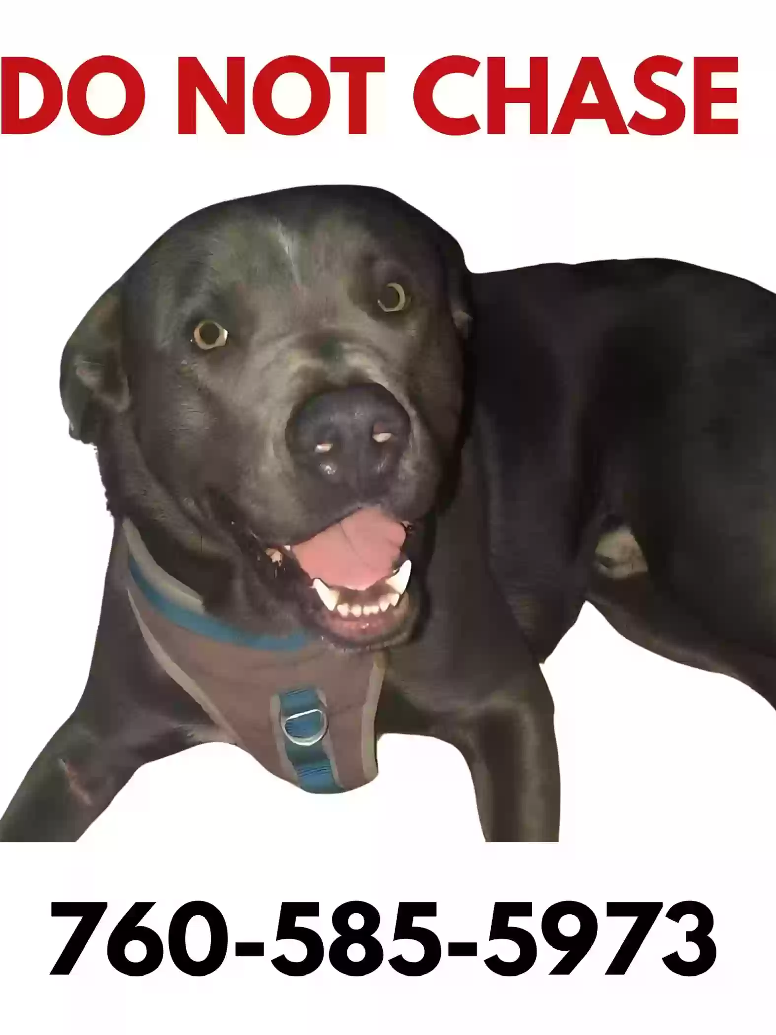 Lost dog in Perris, CA, 92570