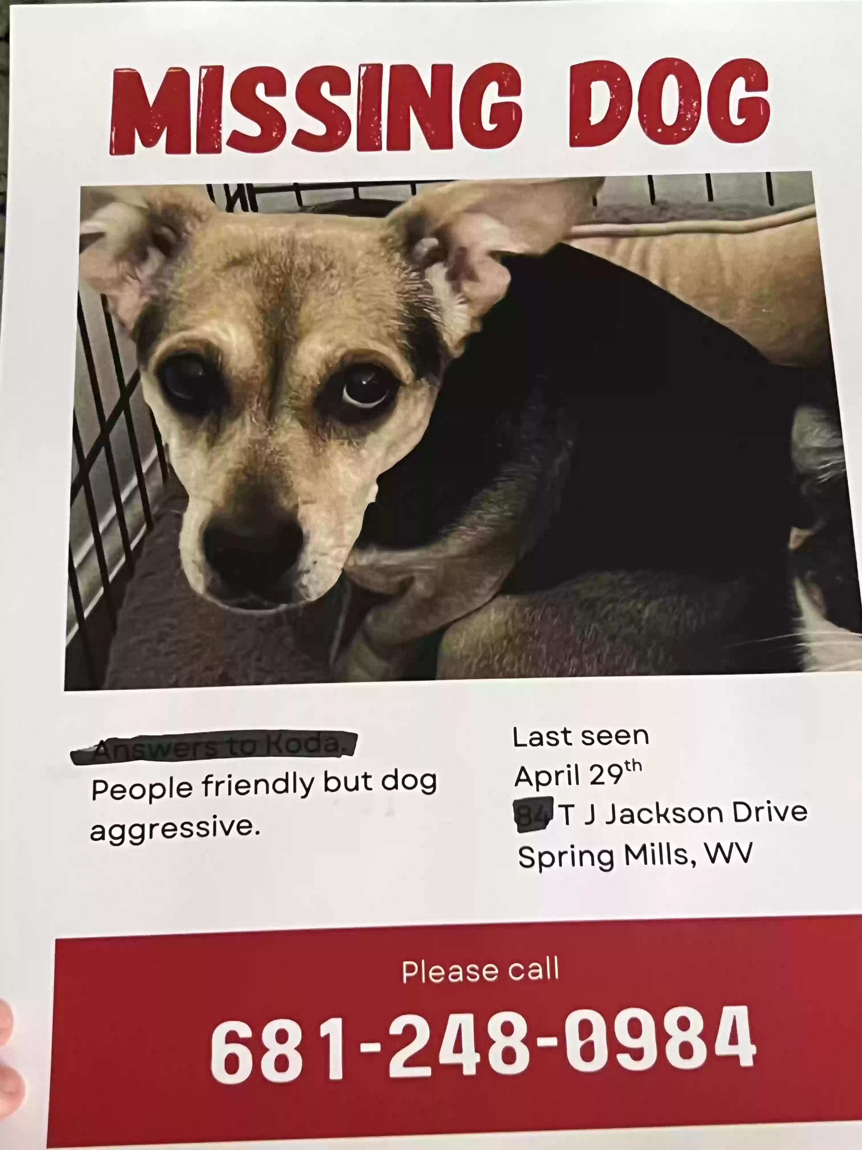 Lost dog in Falling Waters, WV, 25419